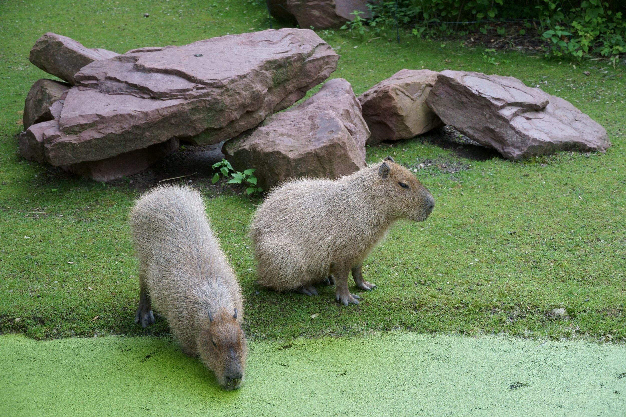 The Capybara is waiting for you at Zoo Leipzig!