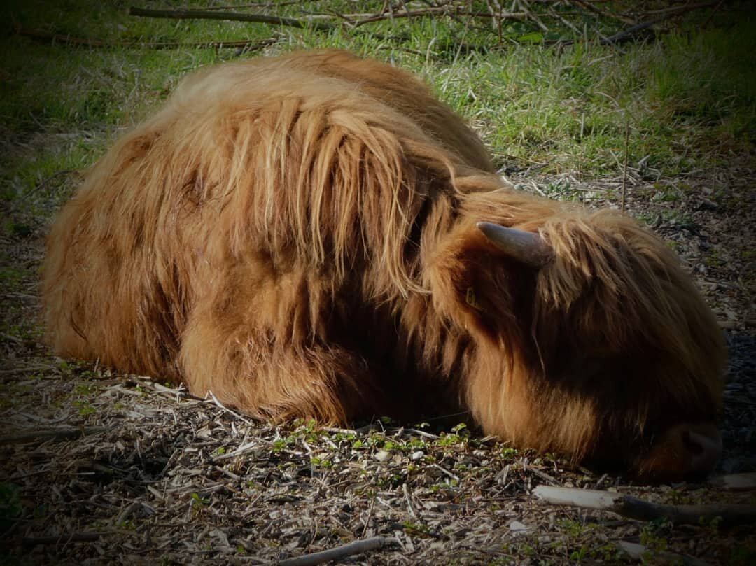 Sunday feels 😴 Sleep, eat, nap, eat, repeat 🙃
.
.
.
#cow #bull #nature #farm #relax #throwback #travelblog #blog #travel #weekendtrip #fehmarn #island #germany #europe #wanderlust #solotravel #femaletraveler #exploring #roadtrip