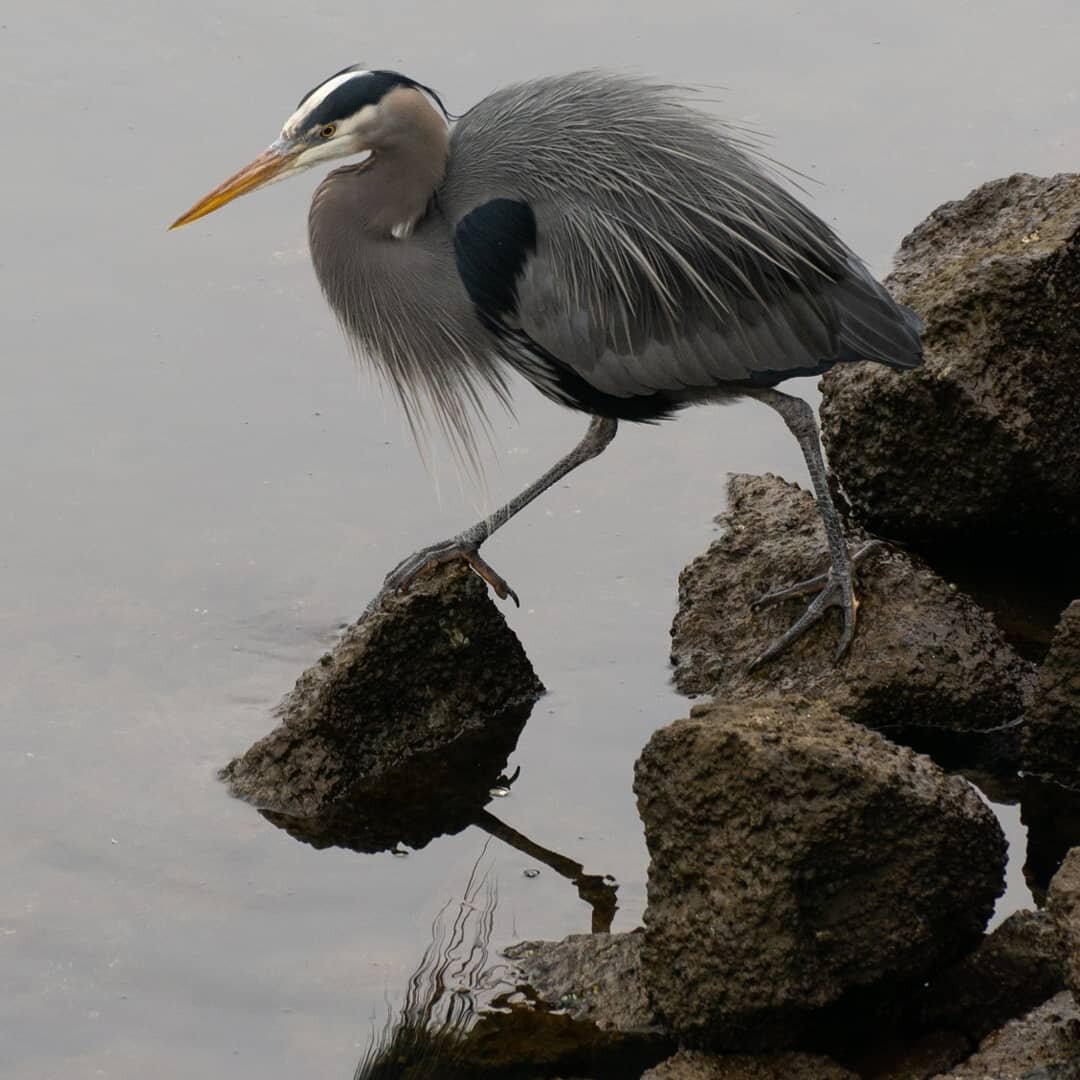 Sometimes I feel in between two world like this bird with one foot in each, not sure where to go 🙃 Even though, thanks to covid, not much is moving externally, inside it is...
Want to see more of Seattle? Have a look at my latest blog, 
link in my b