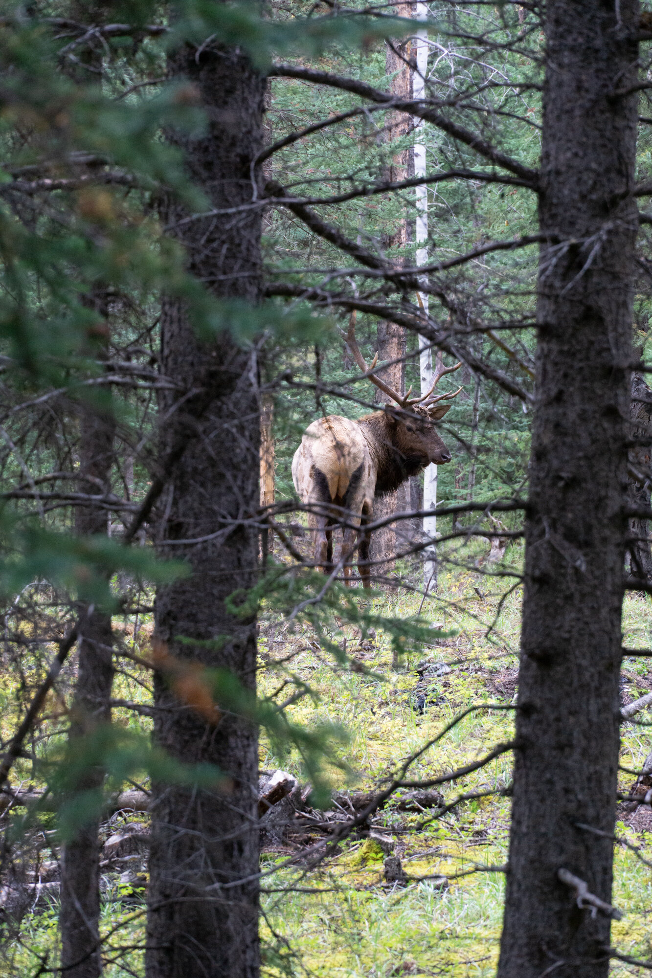 Elk at Old Ford Point at Jasper National Park, Alberta, Canada