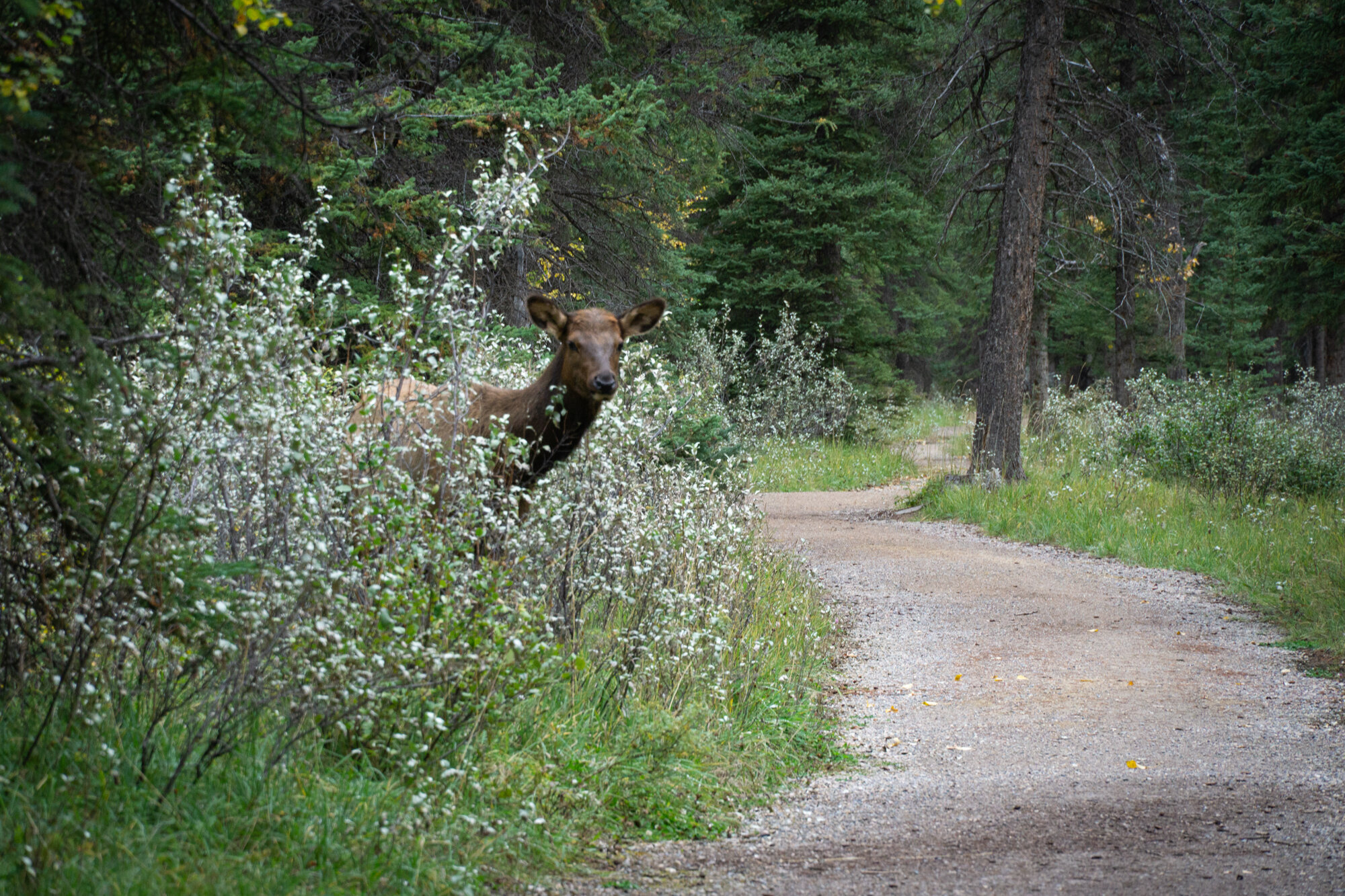 Elk at Old Ford Point at Jasper National Park, Alberta, Canada