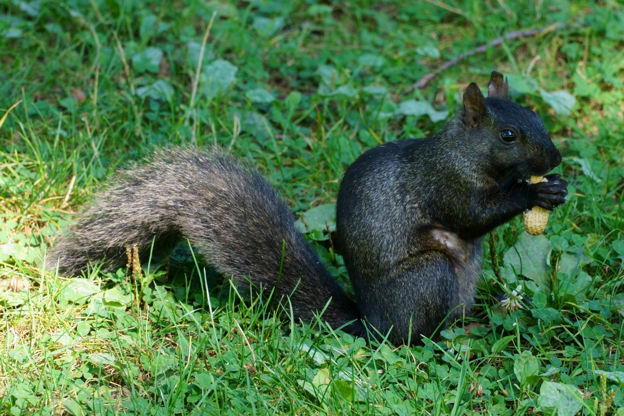 Squirrel at High Park, Toronto, Ontario, Canada