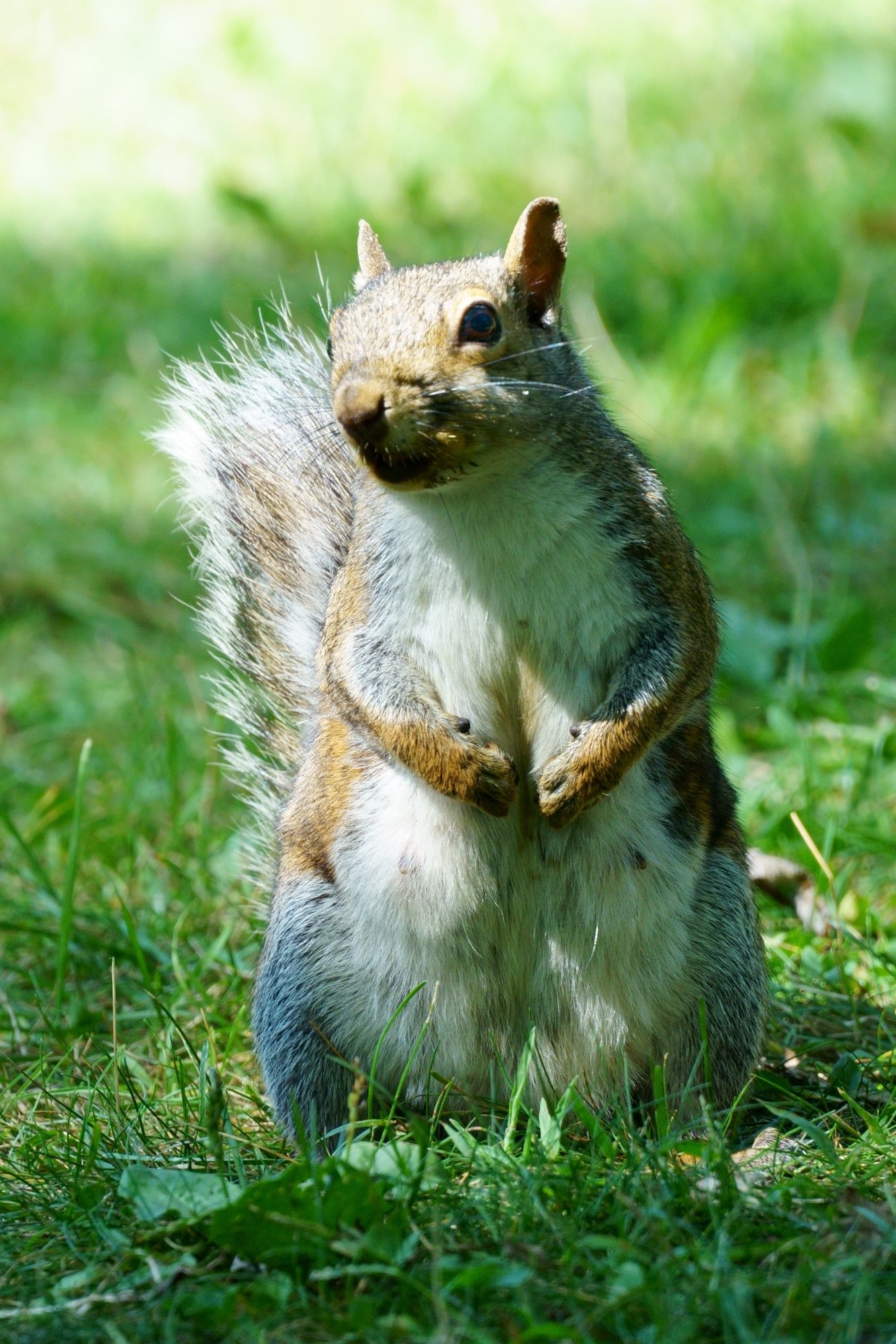 Squirrel at High Park, Toronto, Ontario, Canada