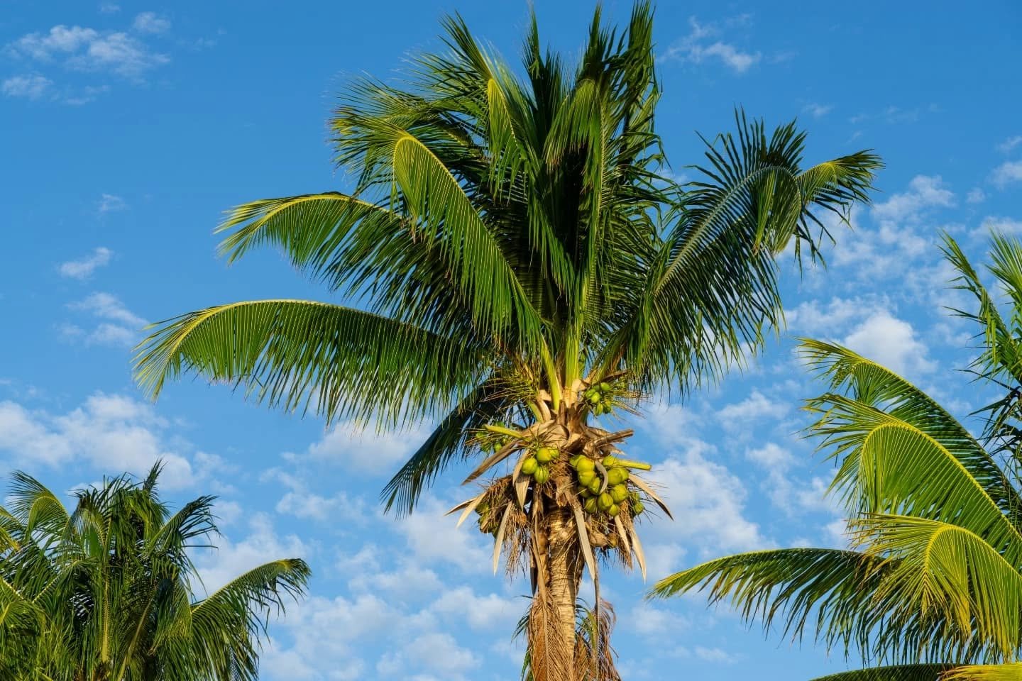 Laying at a beautiful beach and looking up into the blue sky with some palm trees over your head is one of the most relaxing feelings 🌴  All while having the sound of the waves as background music 🌊

I just uploaded a blog about Isla Mujeres in M&e