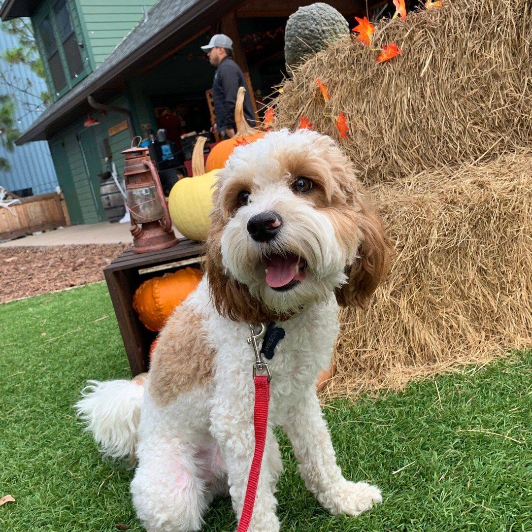 If you love your dog share your dog picture below and brighten up everyone's day! Happy International Dog Day!!

 #dogs #doglife #doglover