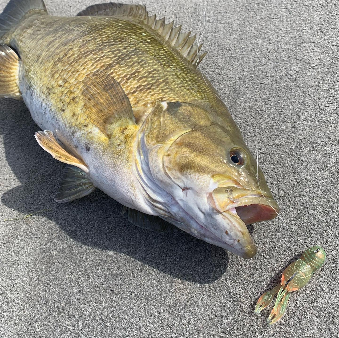 🤫 2.5&rdquo; Juvy Craw in motor oil. Pair it with our Mini Pro Tube Head. 

Buy at Lurenet.com (@lurenetfishing) or from our select retailer partners. 

#greatlakesfinesse #finessefishing #smallmouthbass #largemouthbass #nedfishing #dropshotfishing 