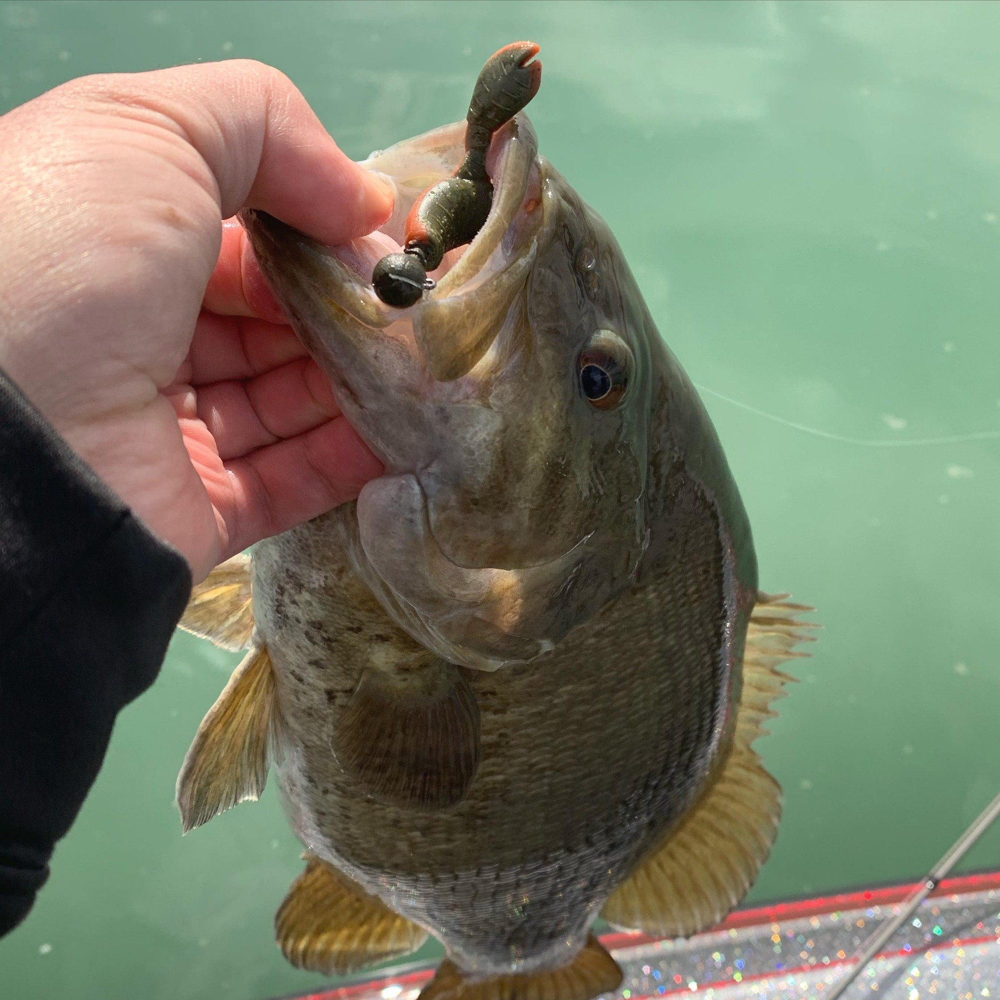 Who&rsquo;s tried the new Green Pumpkin Orange Belly 2.1&rdquo;
Snack Craw yet? It&rsquo;s killer! #floatingclaws #mattefinish 

Buy at Lurenet.com (@lurenetfishing) or from our select retailer partners. 

#greatlakesfinesse #finessefishing #smallmou