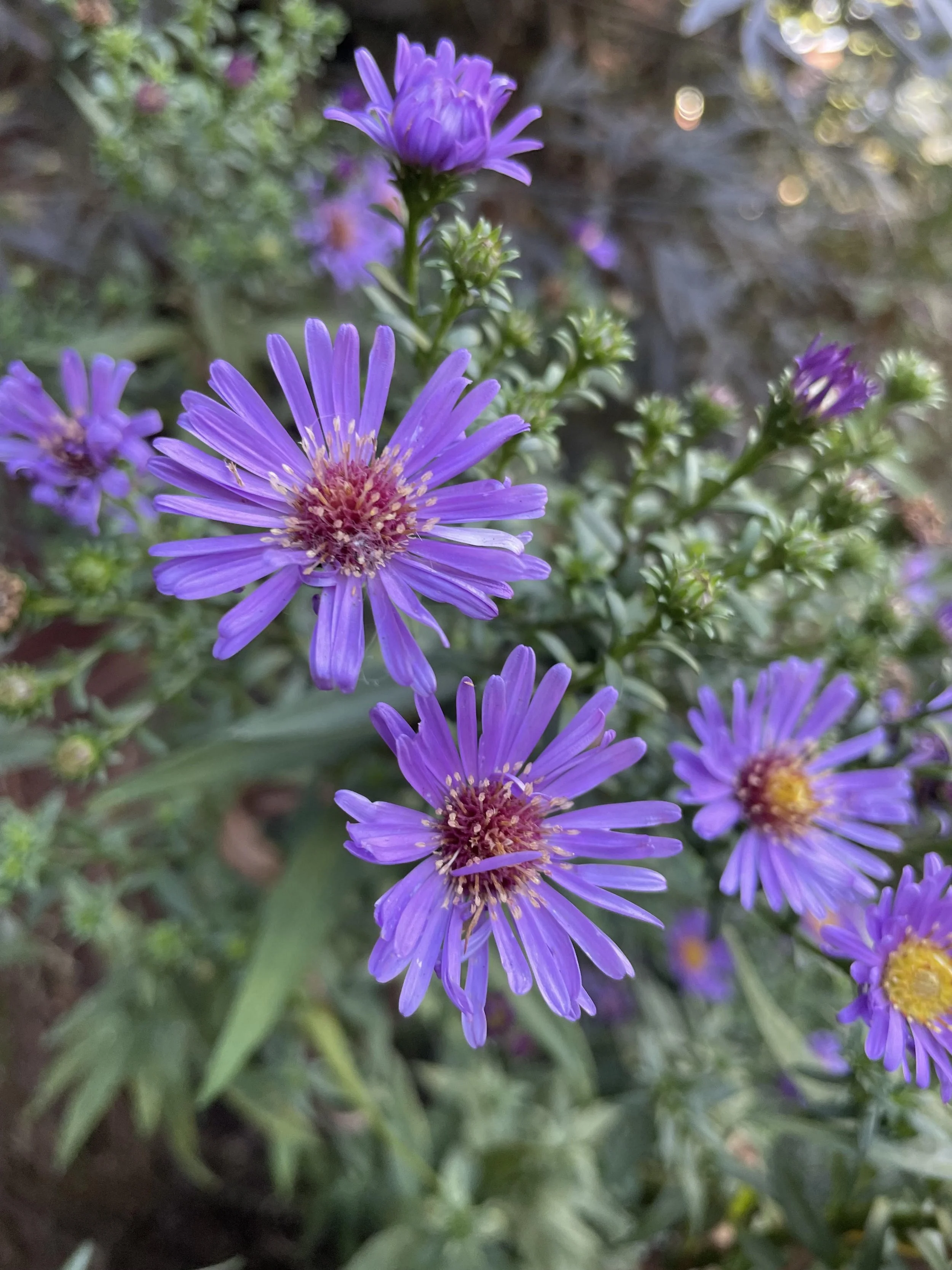 Dear Elmfield Families - 20.09.24