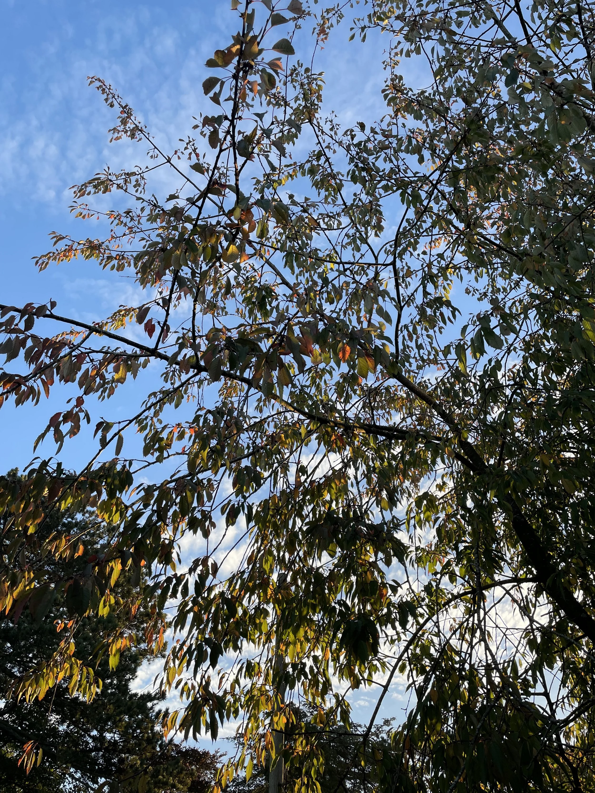 Dear Elmfield Families - 04.10.24