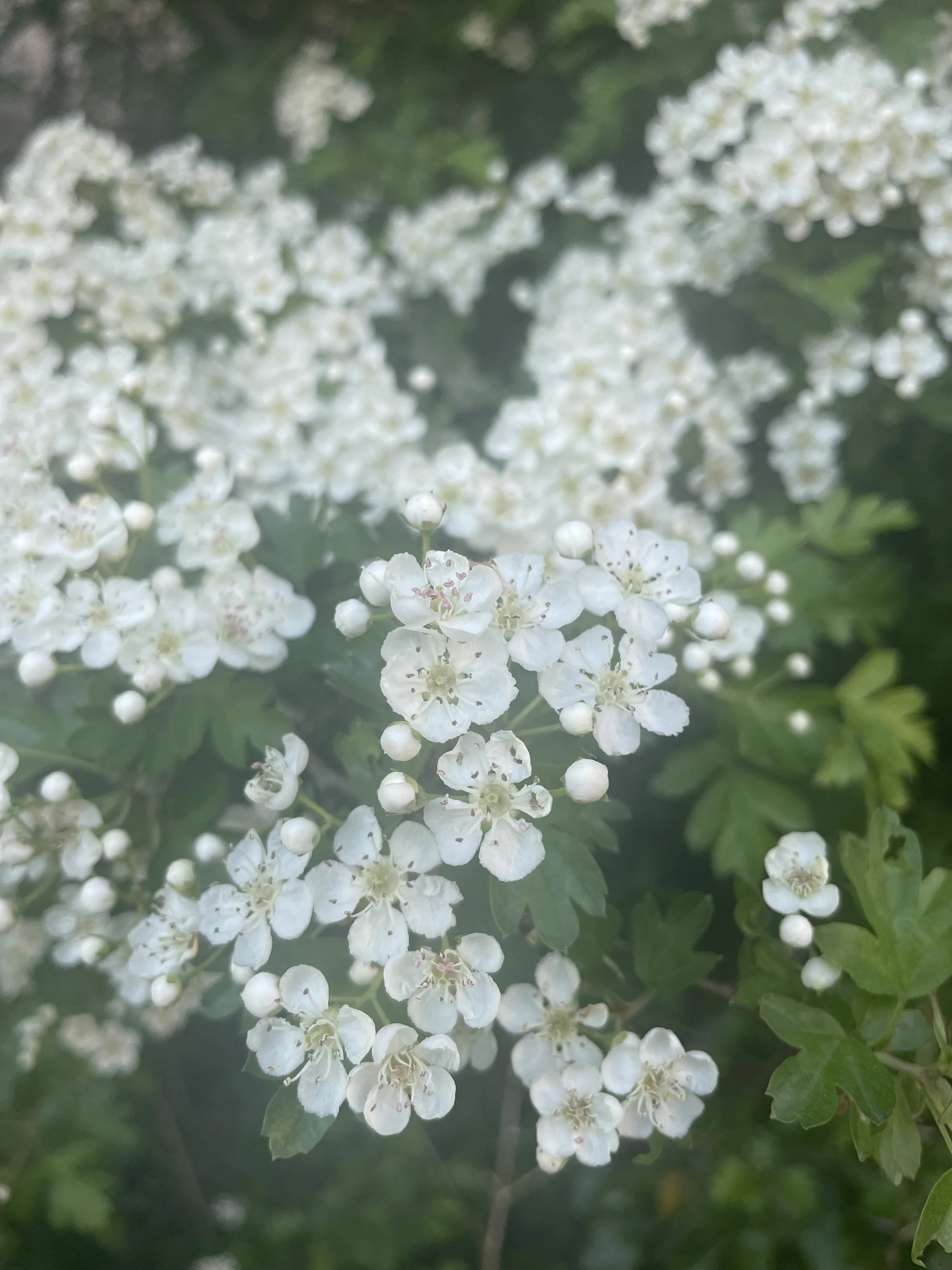 Dear Elmfield Families - 09.05.25