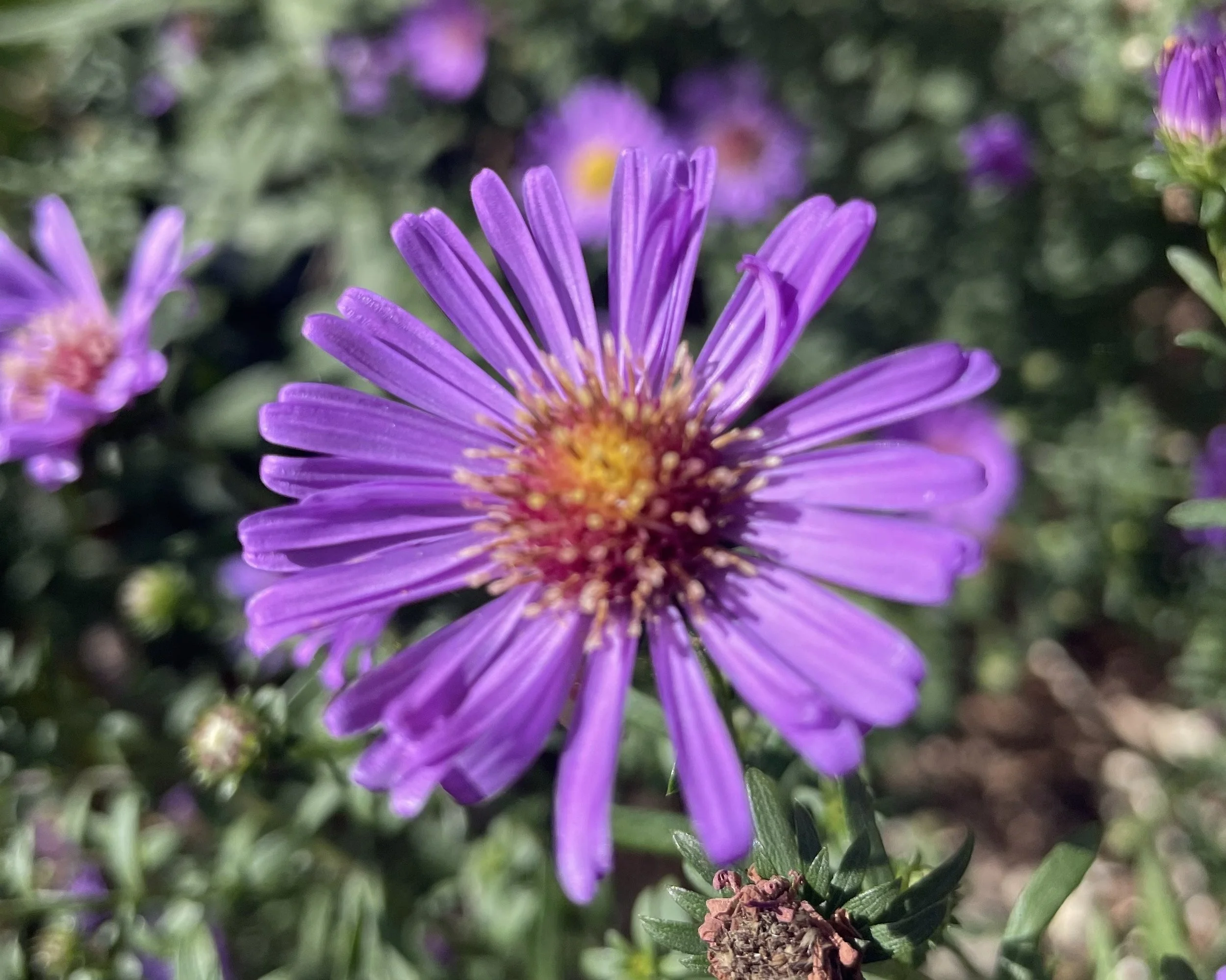 Dear Elmfield Families - 12.09.25