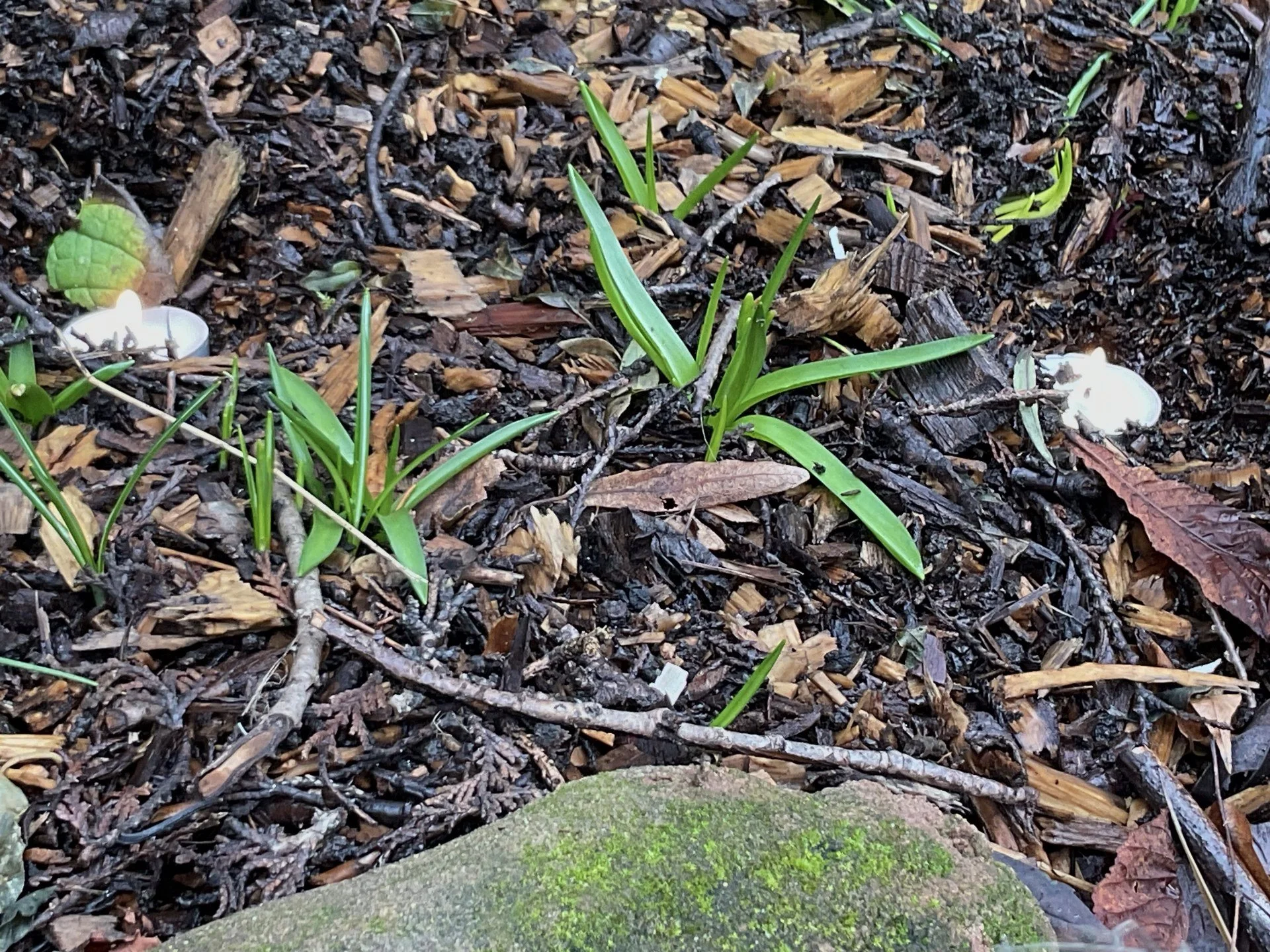 Dear Elmfield Families - 06.2.26