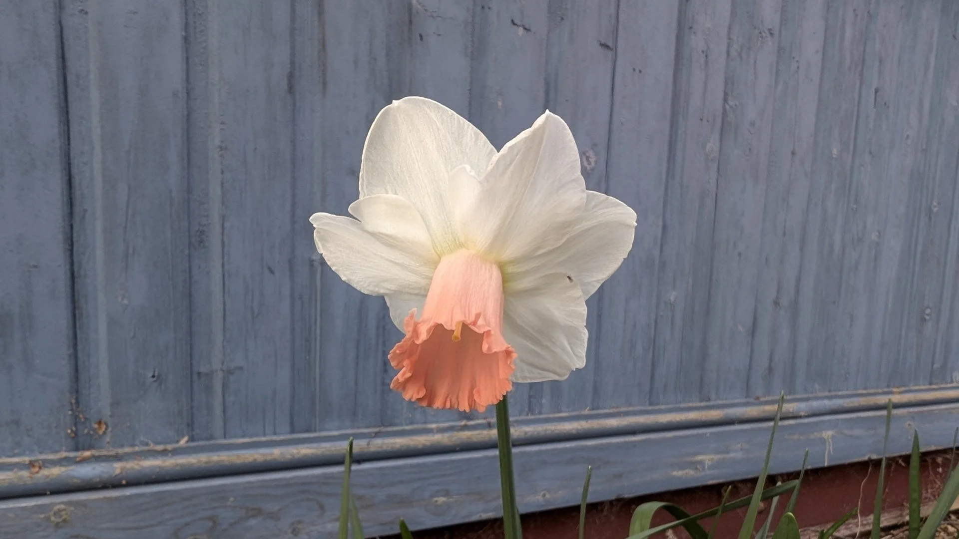 Dear Elmfield Families - 20.3.26