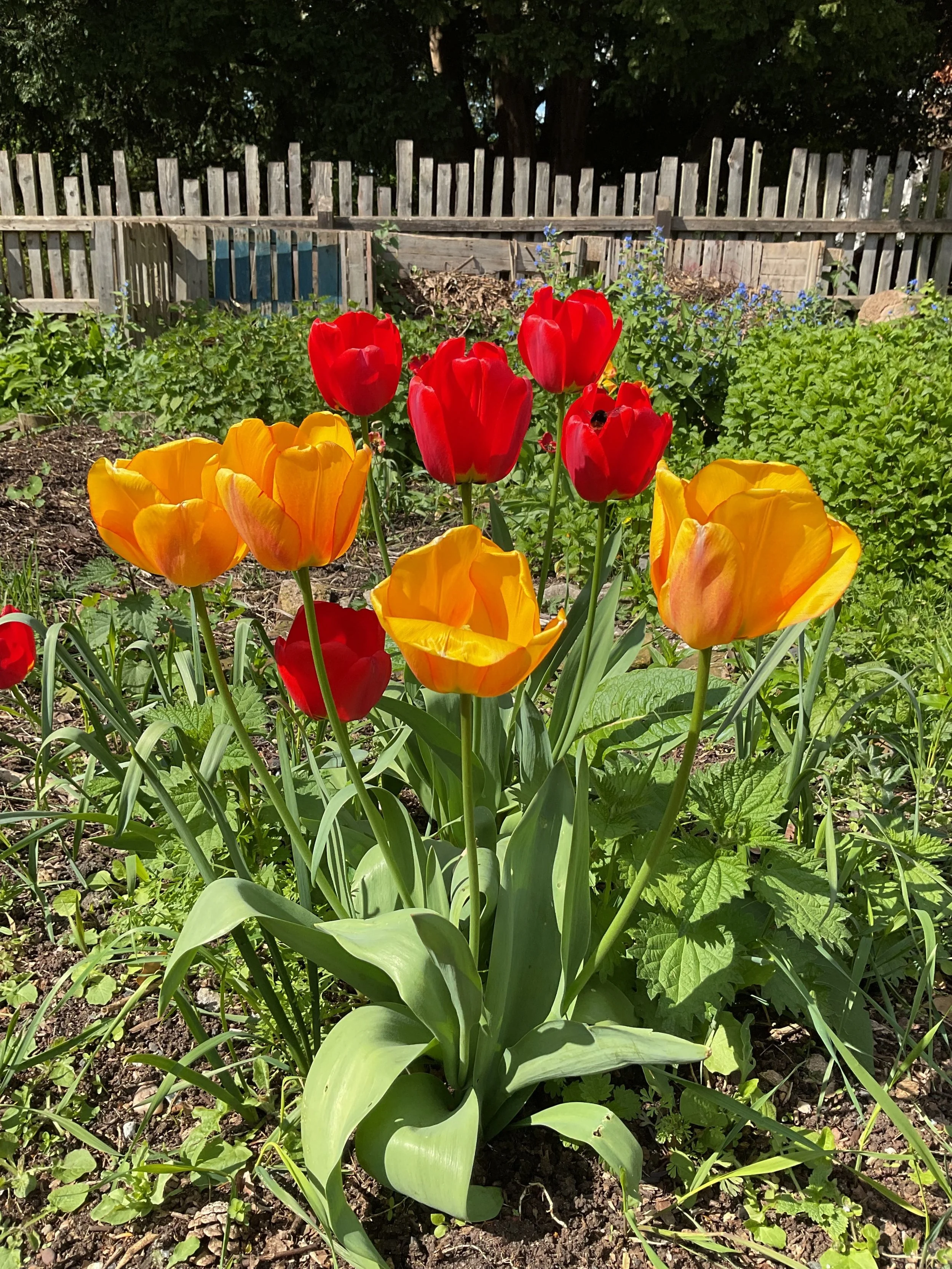 Dear Elmfield Families - 24.4.26