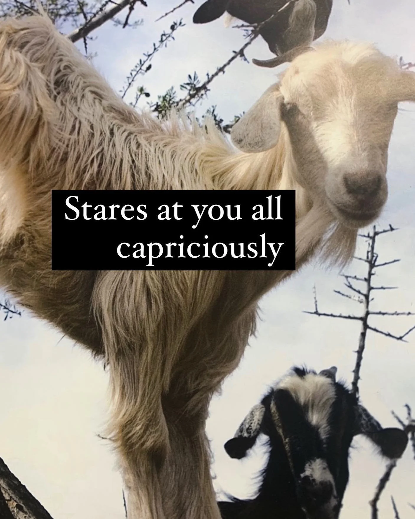 Welcome Capricorn Season and Blessed Winter Solstice ! 🕯

Shadow Work is the reason for the season as we head into the days of darkness we allow the natural rhythm of the earth to uncover whats been looming in our shadow.  This sensitive  time of ye