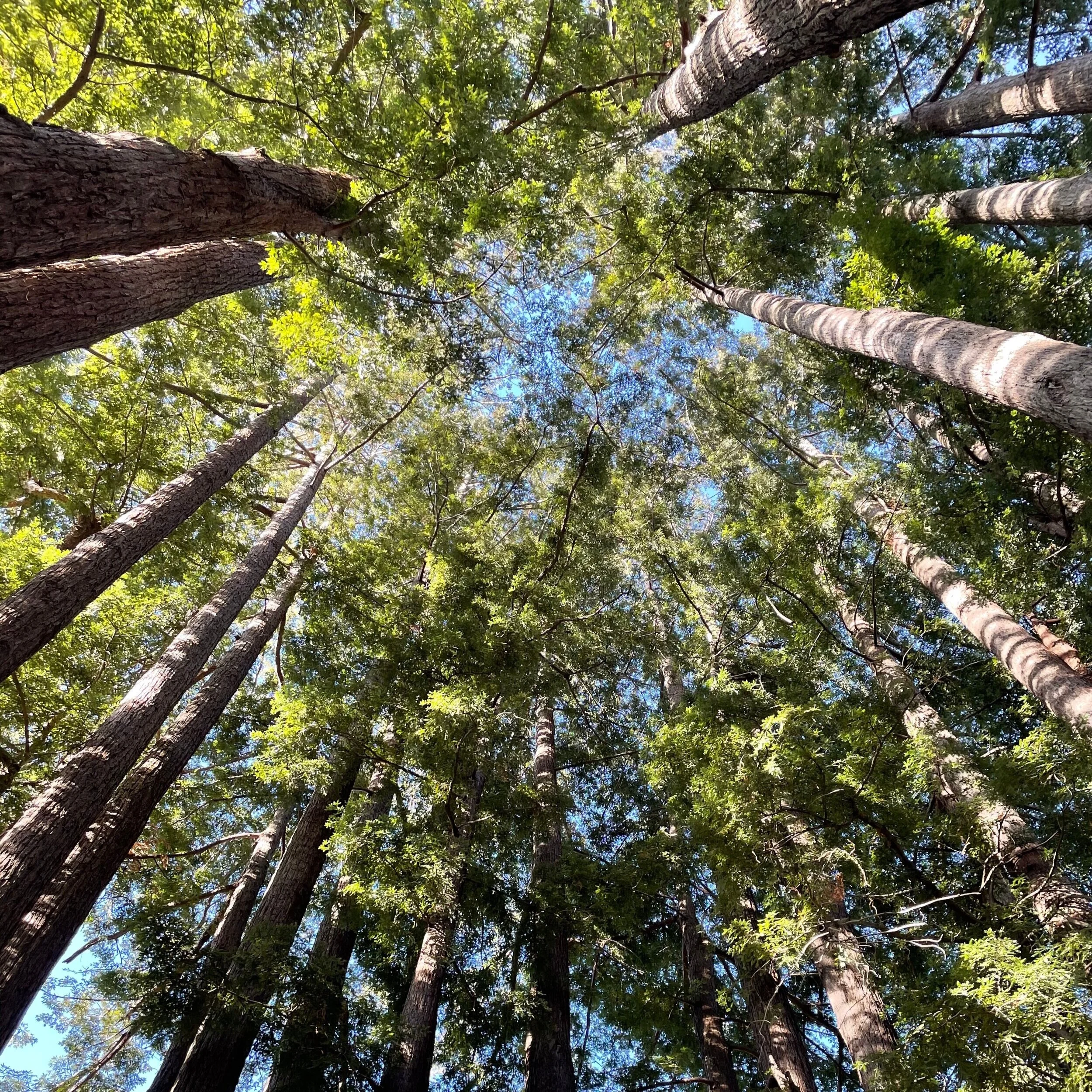 redwoods fairy ring.jpg