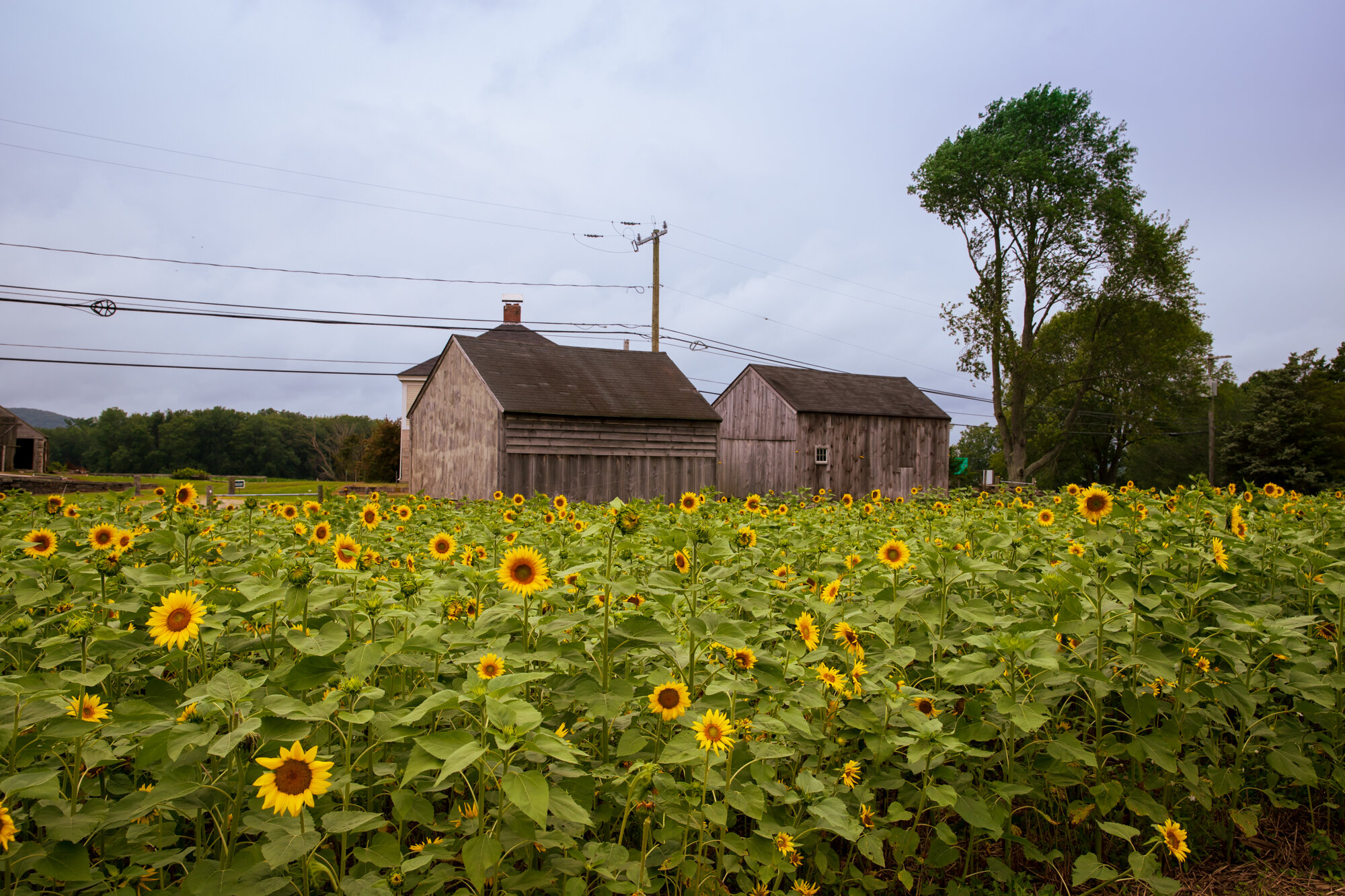 Sunflower_Fields.jpg