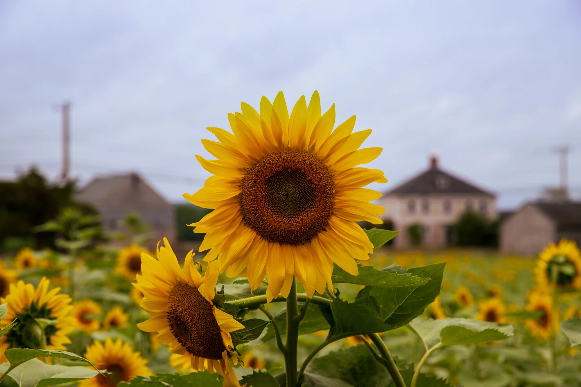 Sunflower_in Field.jpg