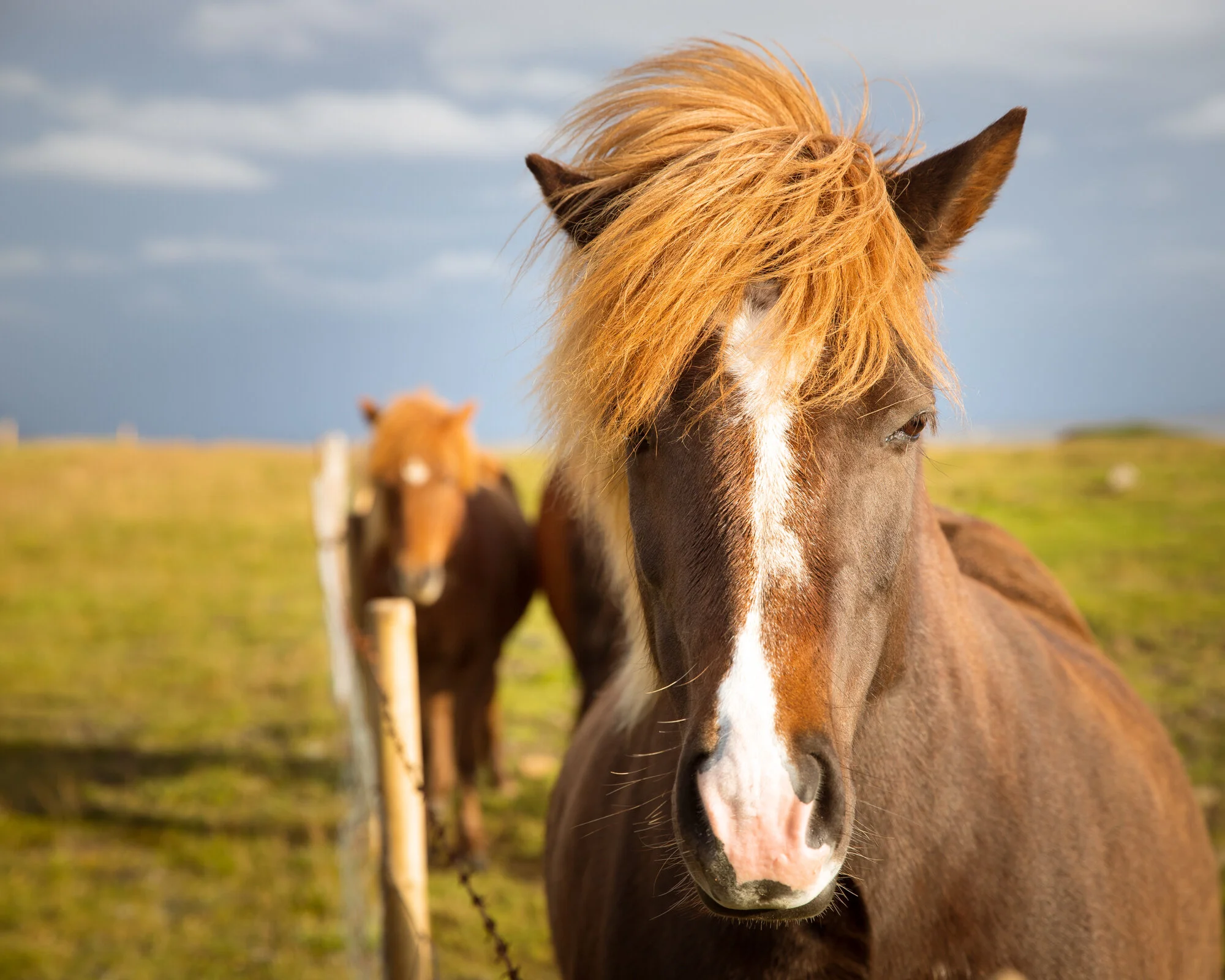 IcelandicHorse.jpg