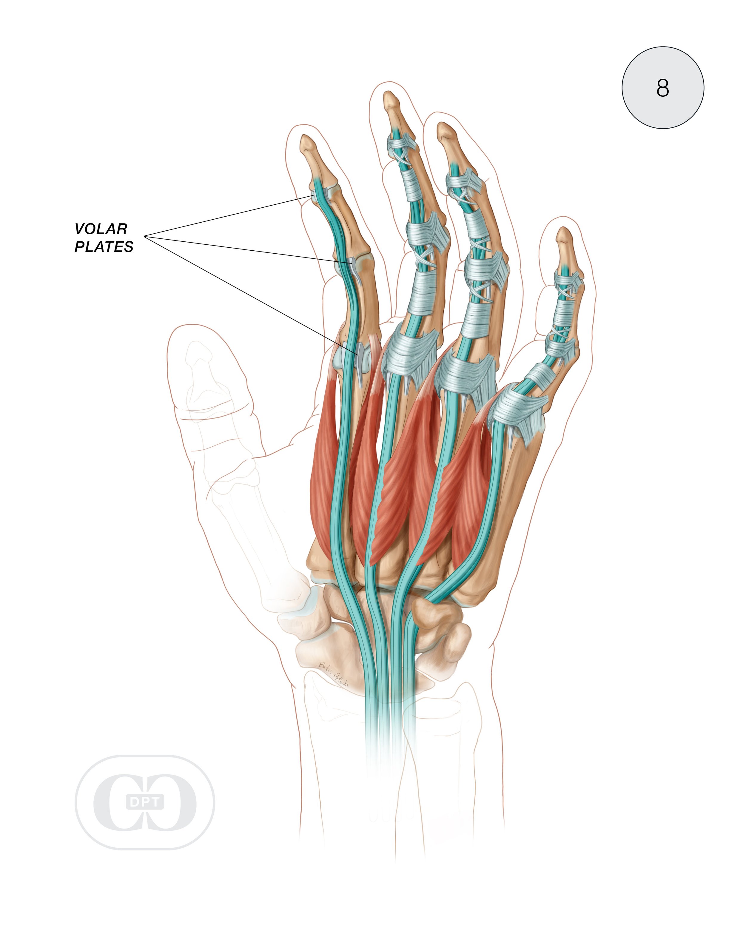 22-CCDPT-HandAnatomy-8.jpg