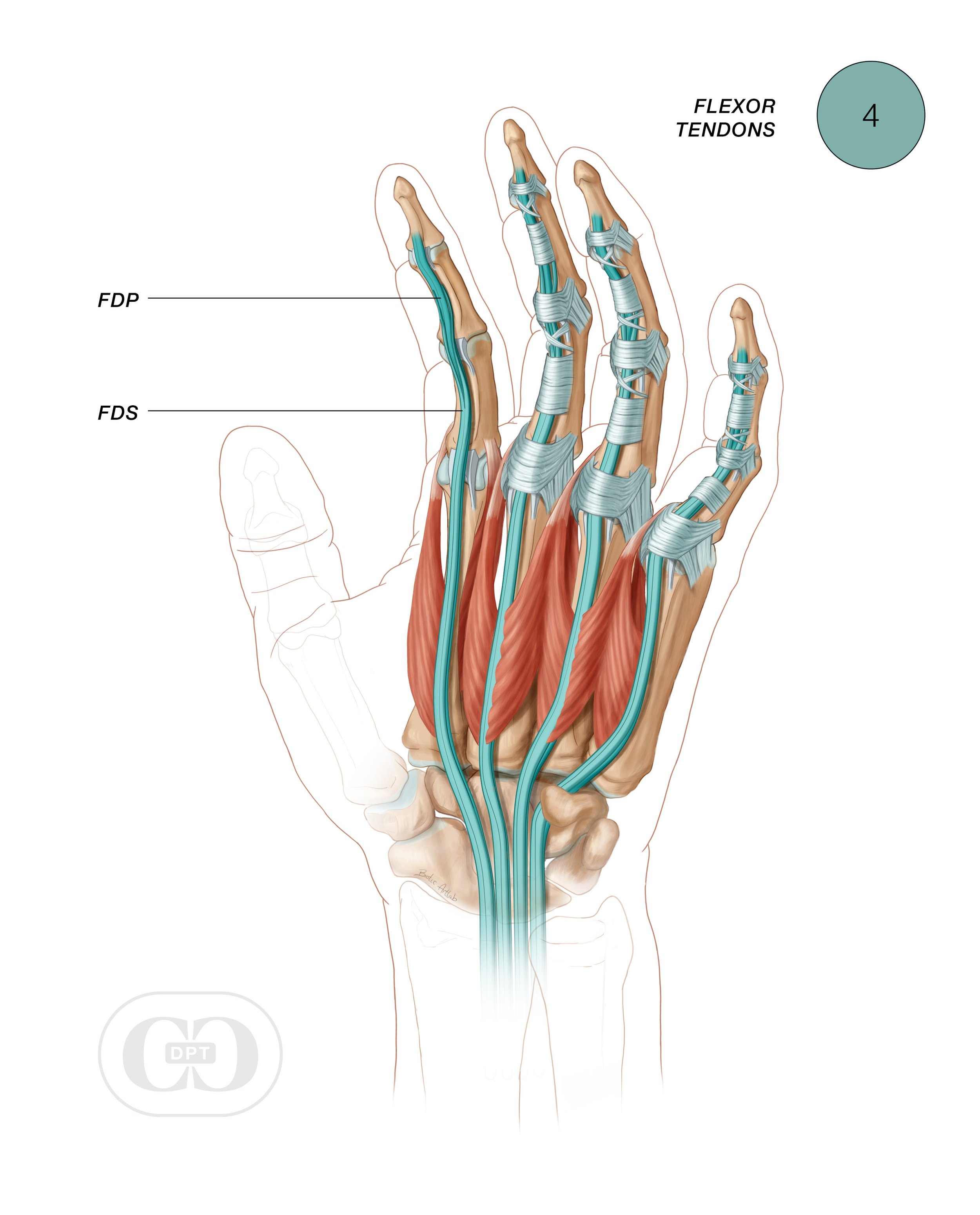 22-CCDPT-HandAnatomy-4.jpg