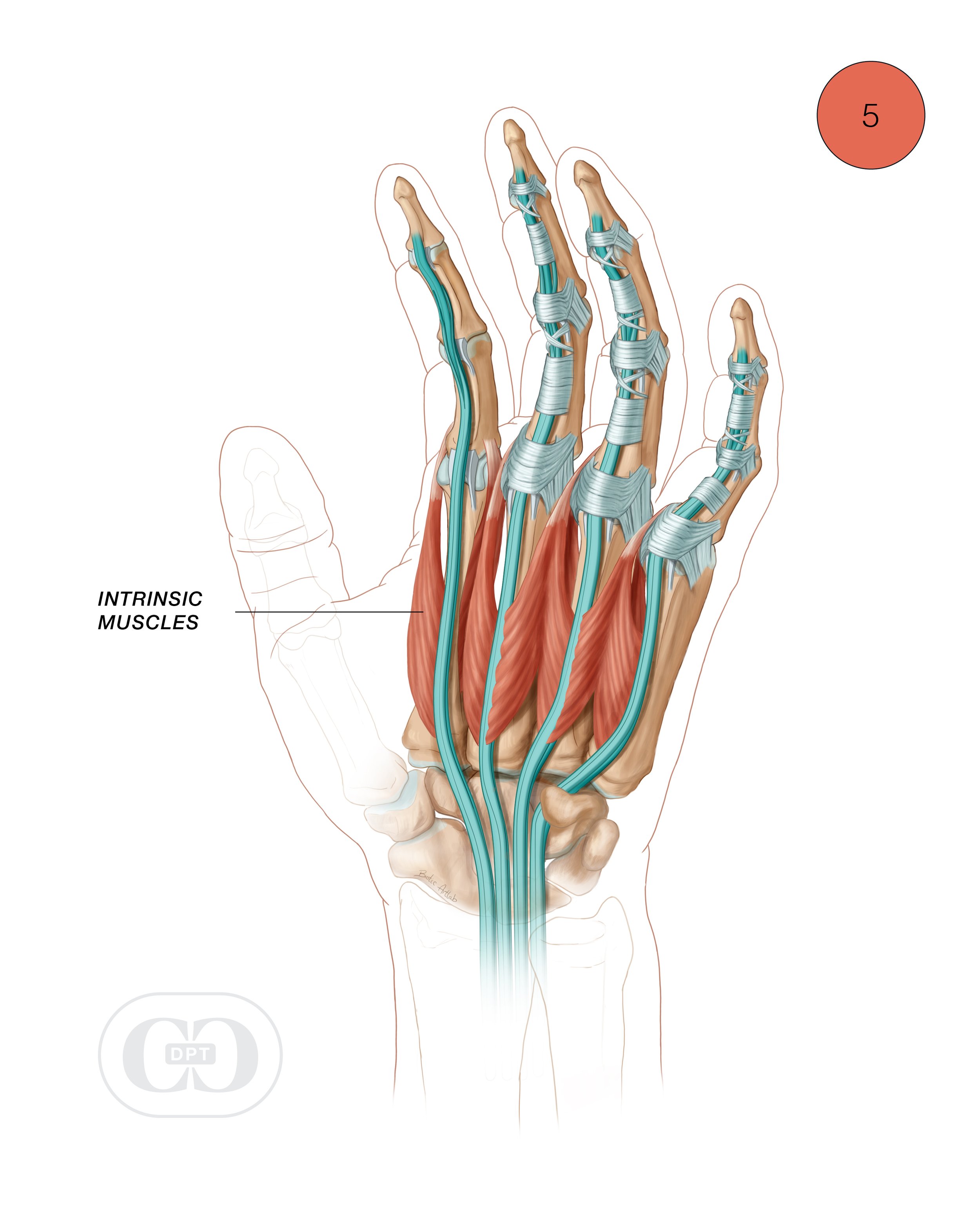 22-CCDPT-HandAnatomy-5.jpg