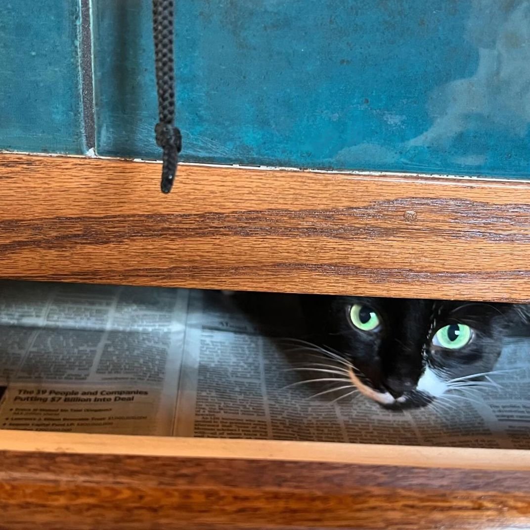 shop-cat-hidding-in-drawer.jpg