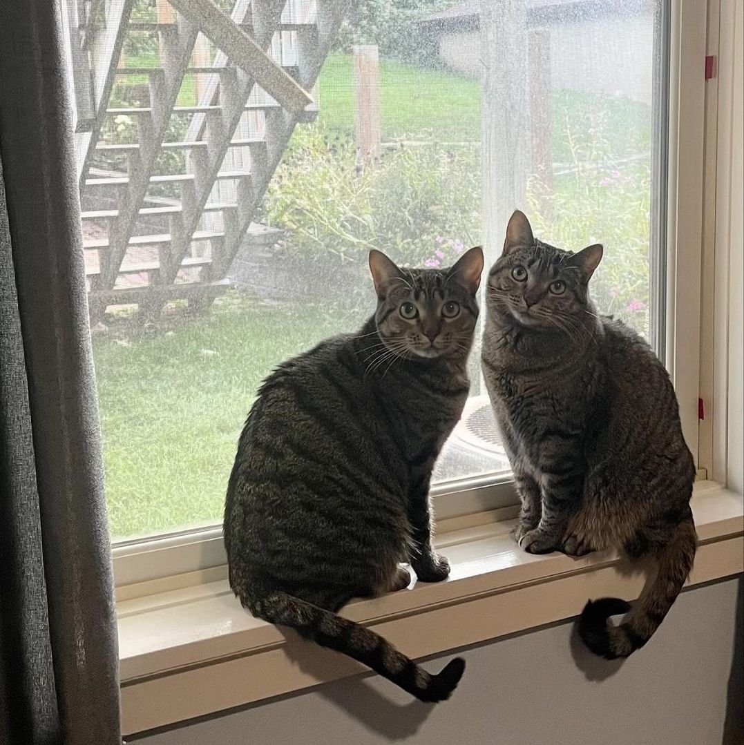 Two-kittens-window-hanging-saint-paul-Minnesota.jpg