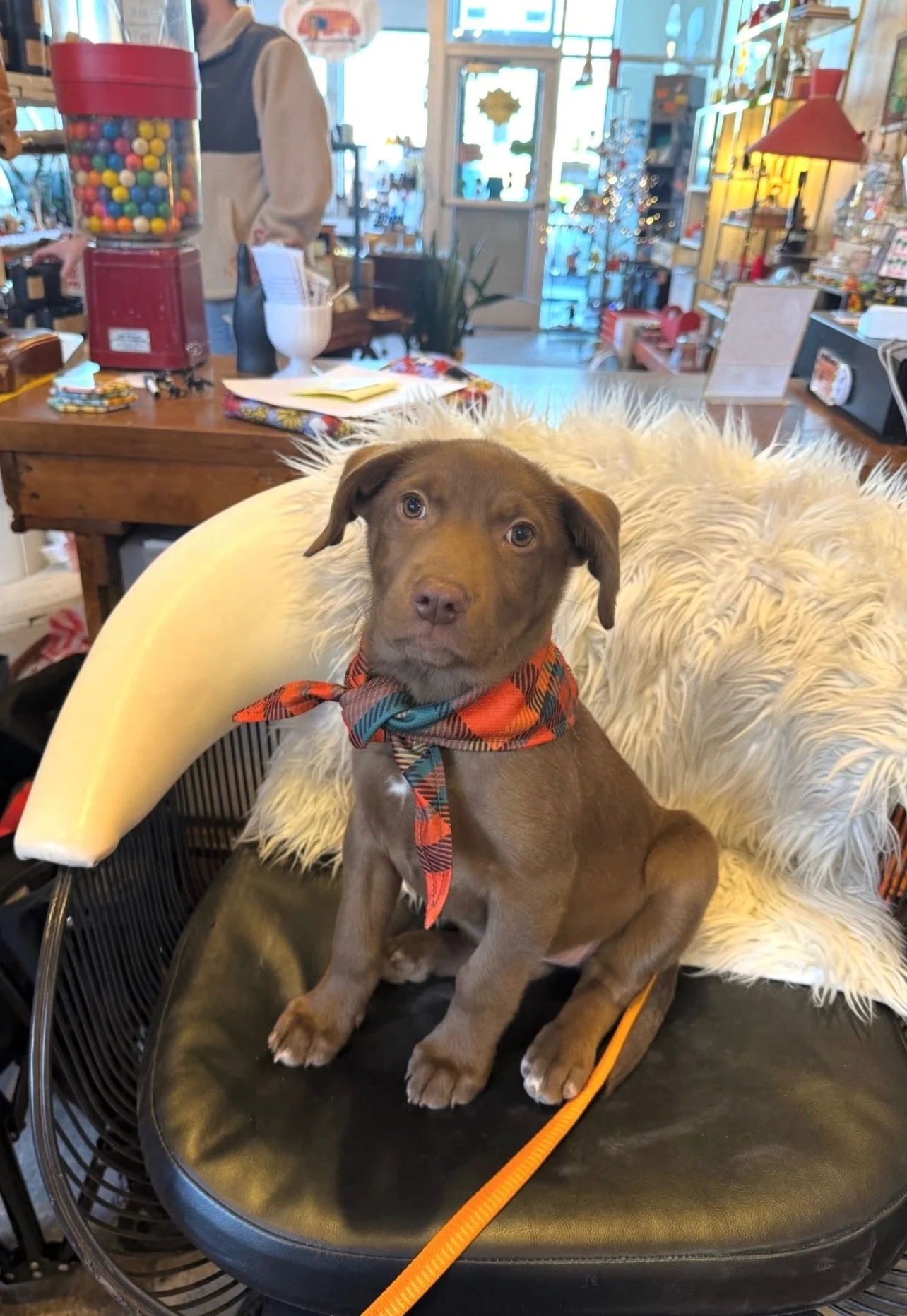 Newest (Four-legged) Crew Member: Meet Peppermint Patty 🐾