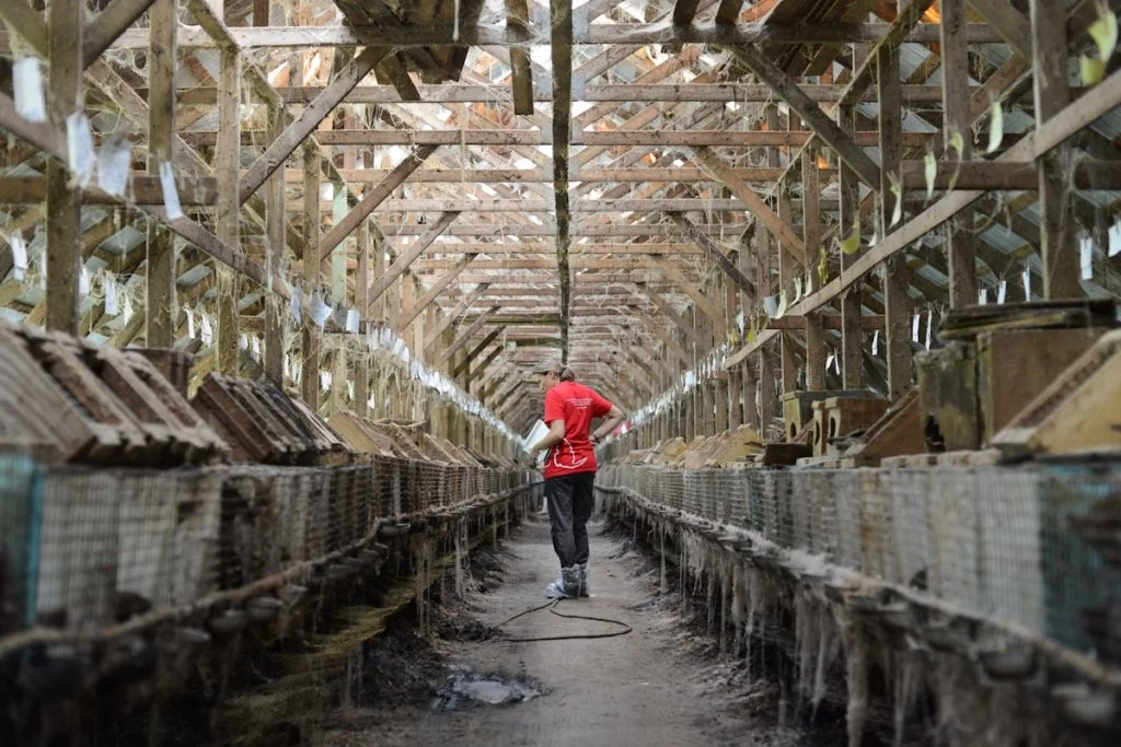 A Typical Day in the Life of a Fur Farm Worker