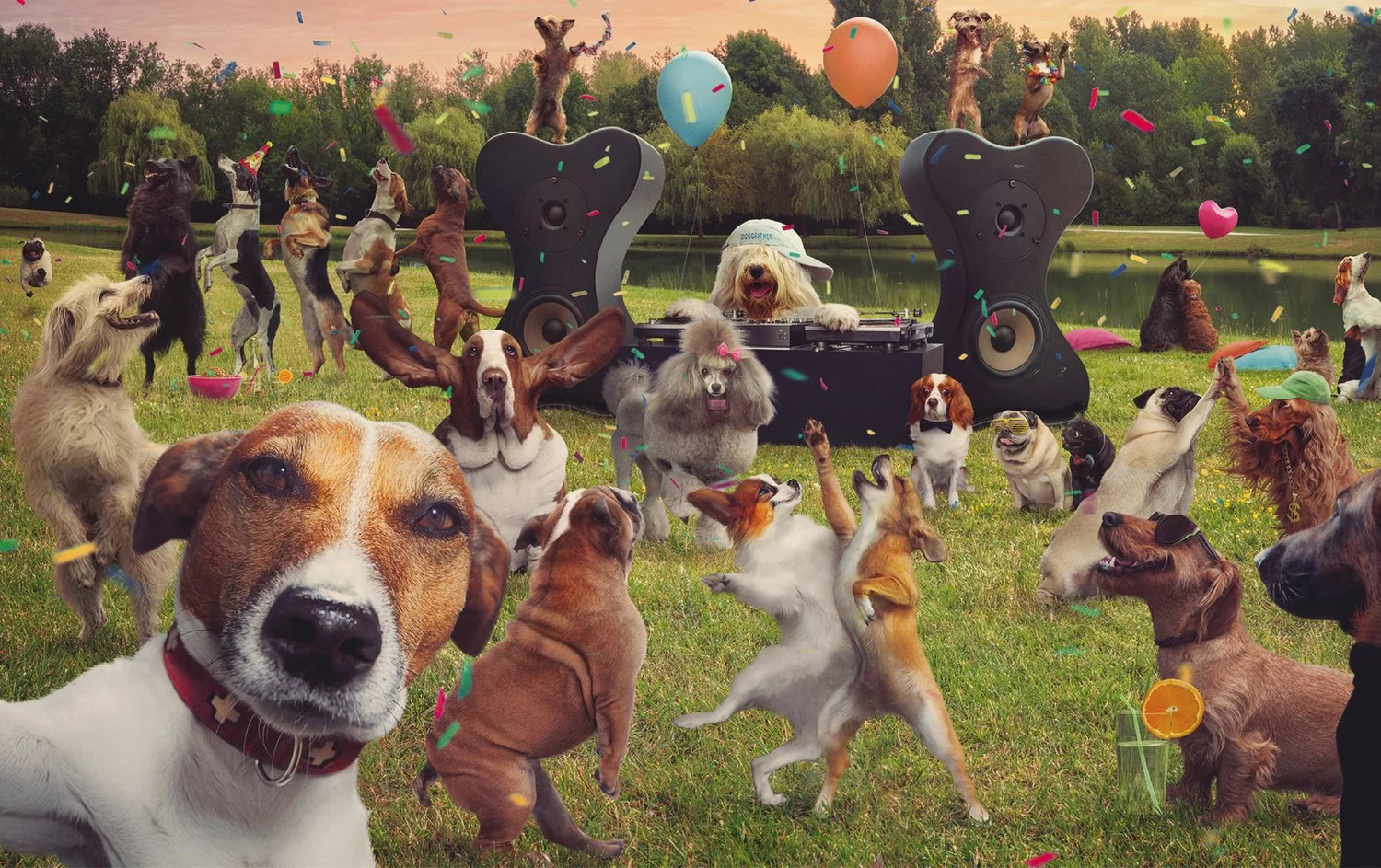 How to Celebrate National Dog Day