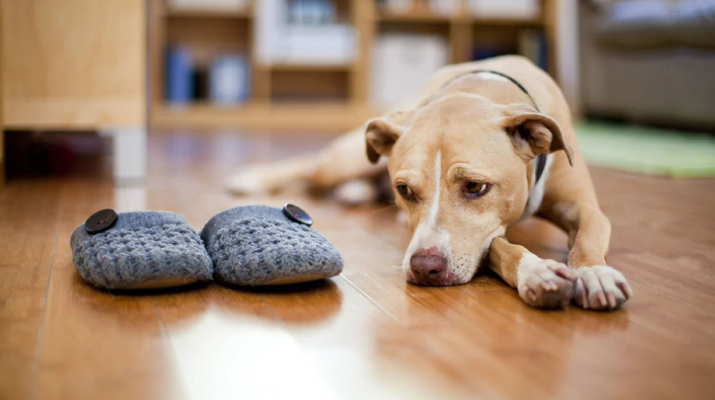 Dog Seperation Anxiety.png