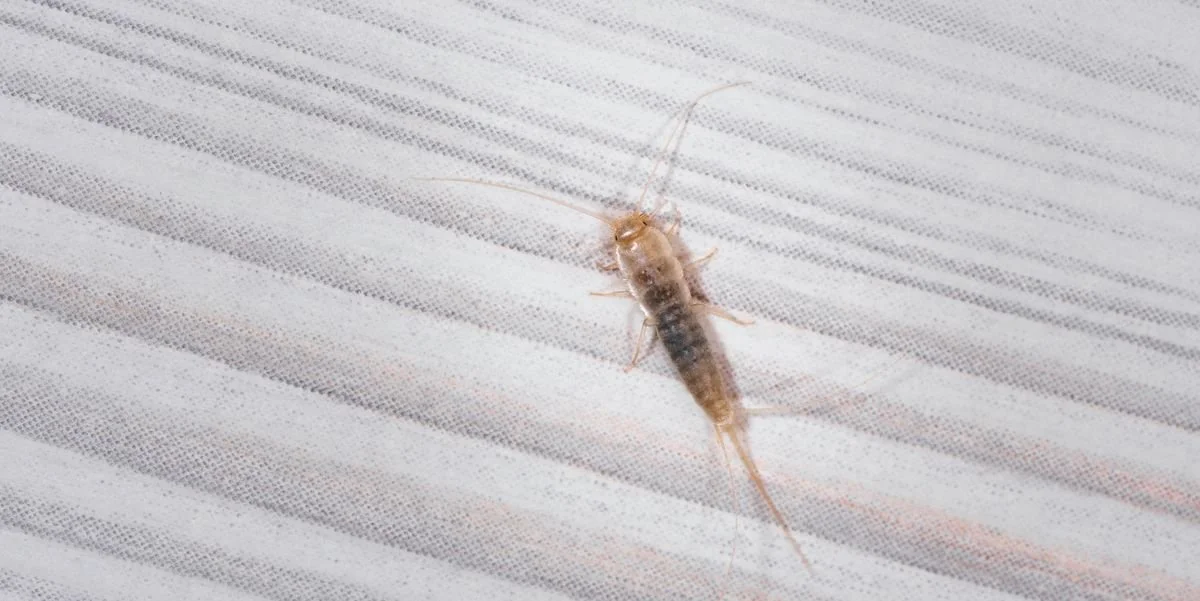 silverfish.jpeg