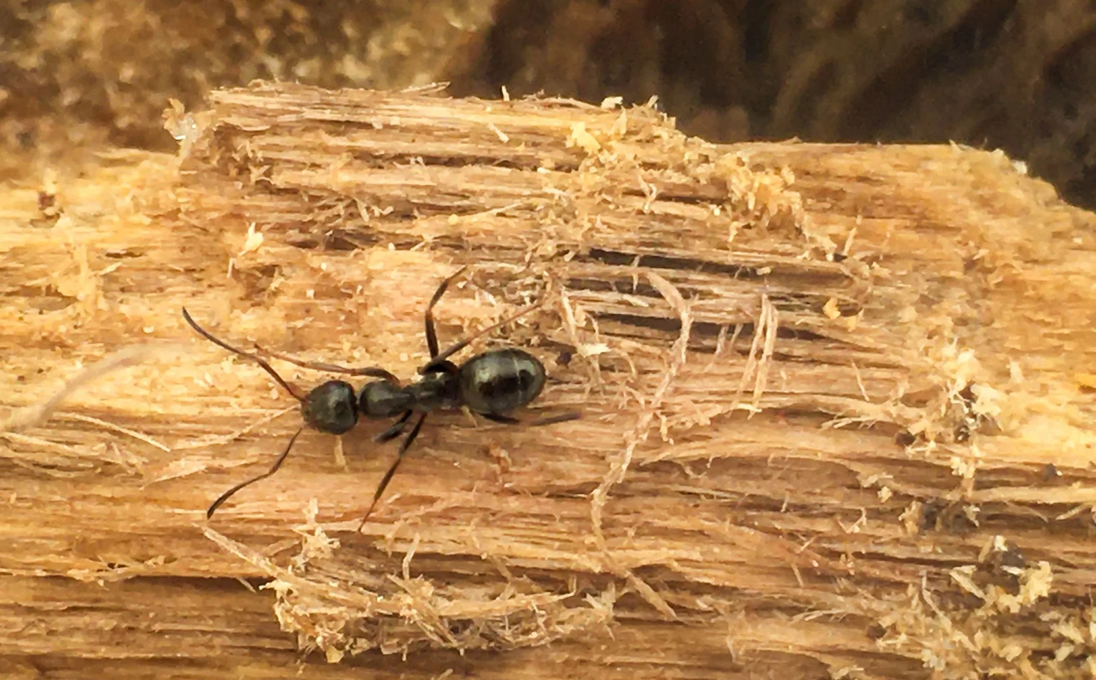how-to-get-rid-carpenter-ants-1590456224.jpeg