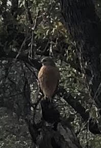 unnamed_bird.jpg
