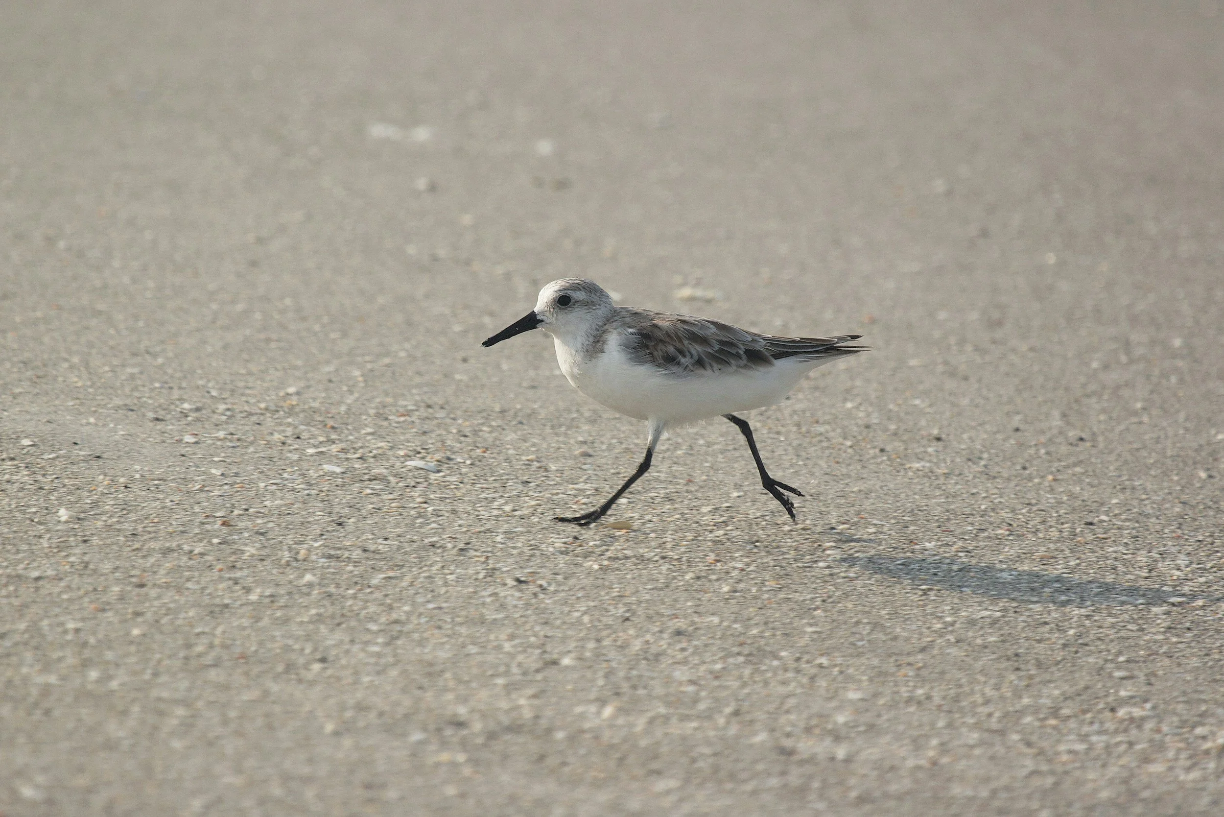 Leadership Lessons from Sandpipers...