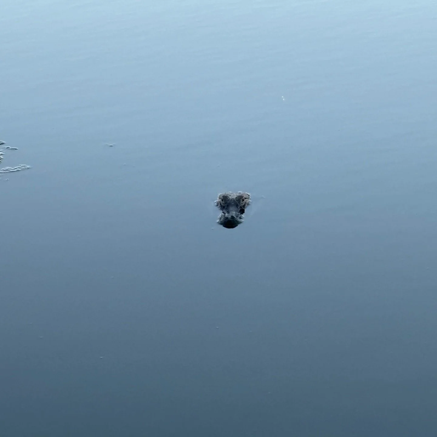 What is the Alligator Effect?

A term I coined to describe how leaders are sometimes experienced in relationship.

On the surface, everything may appear calm and professional.

But underneath, people may be quietly asking:

Is it safe to speak up? Is