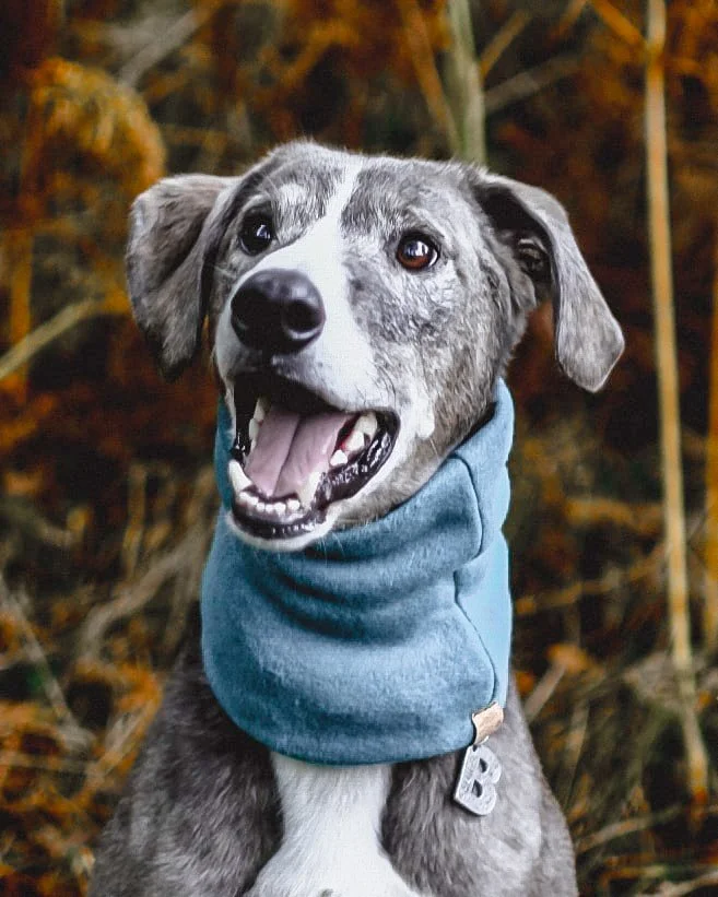 Dog Caller Safety: What’s Really Going On in Your Dog’s Neck?