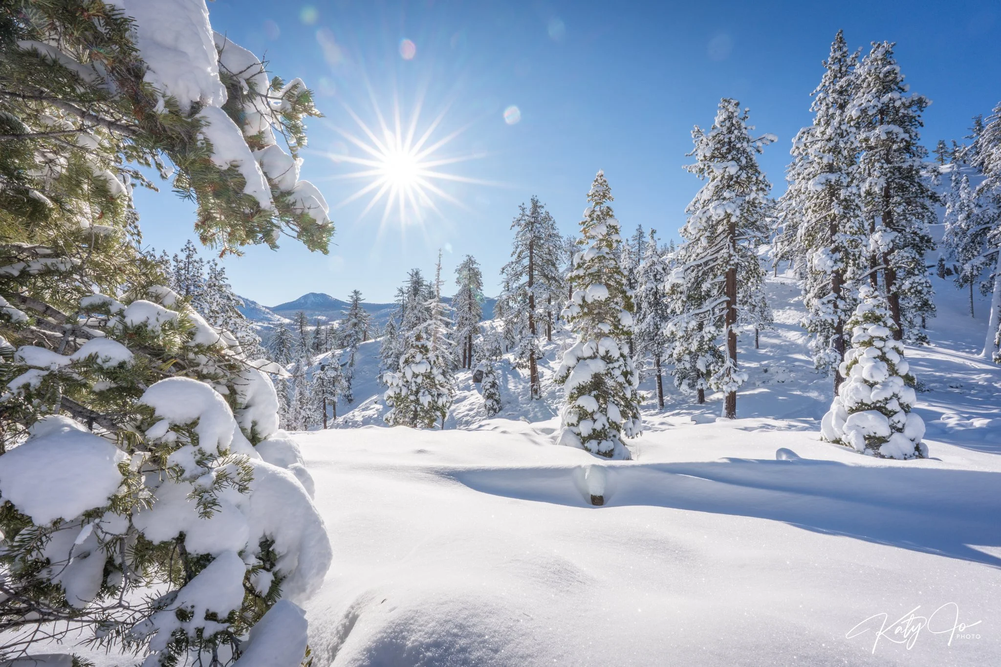 Snow-covered pine trees in a winter landscape under a bright sun in a clear blue sky.