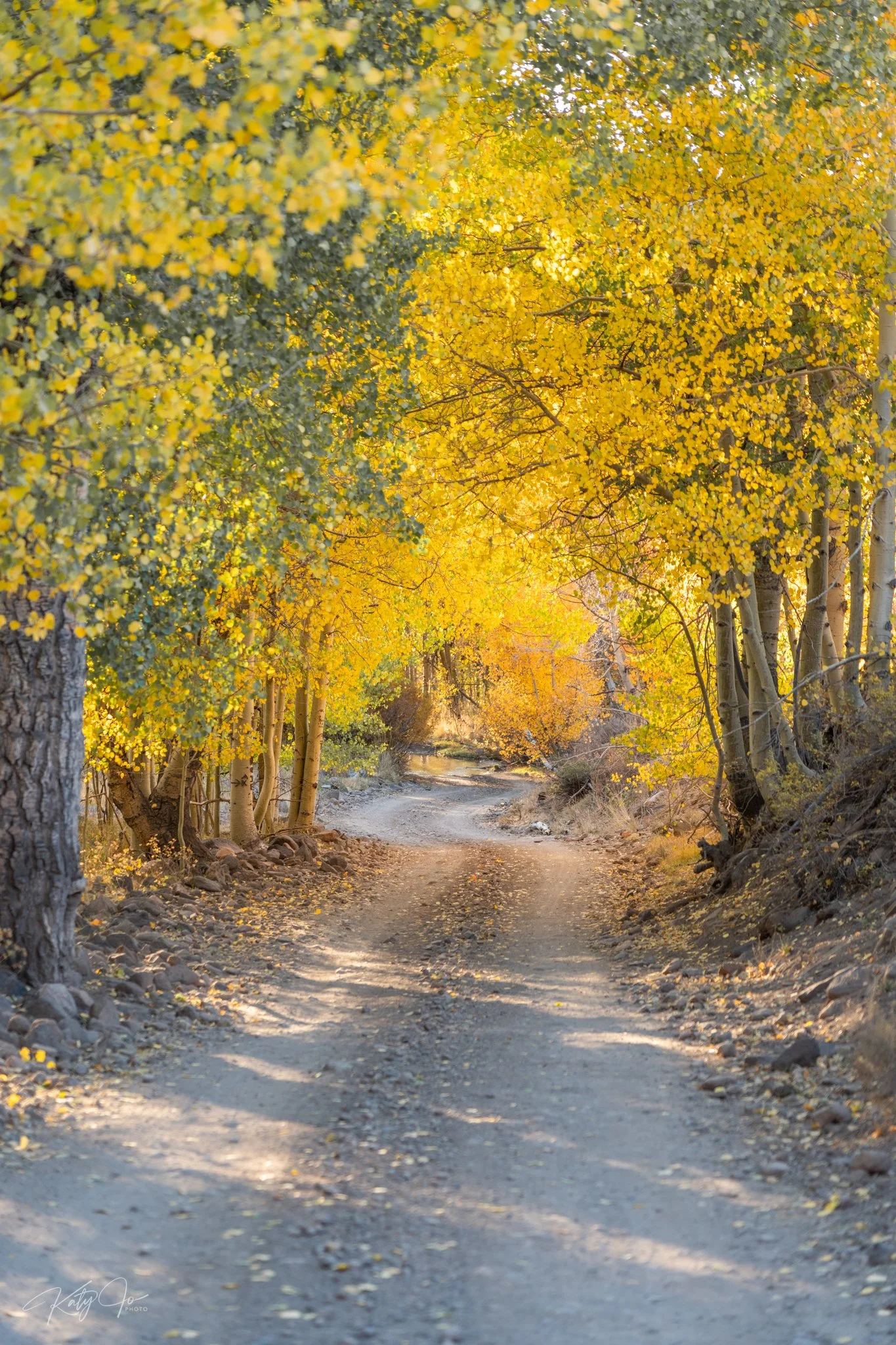 A dirt trail through a forest with trees displaying yellow autumn leaves, some fallen on the ground, sunlight filtering through the trees.