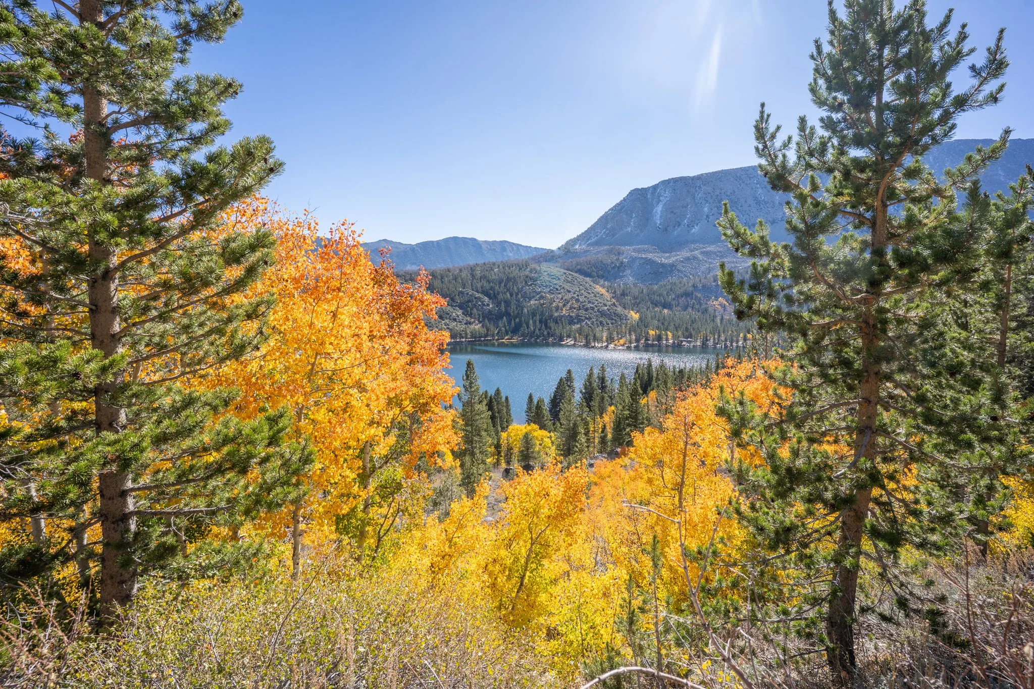 Tall pine trees with green needles and autumn-colored leaves around a lake, mountains in the background, clear blue sky, and bright sunlight.