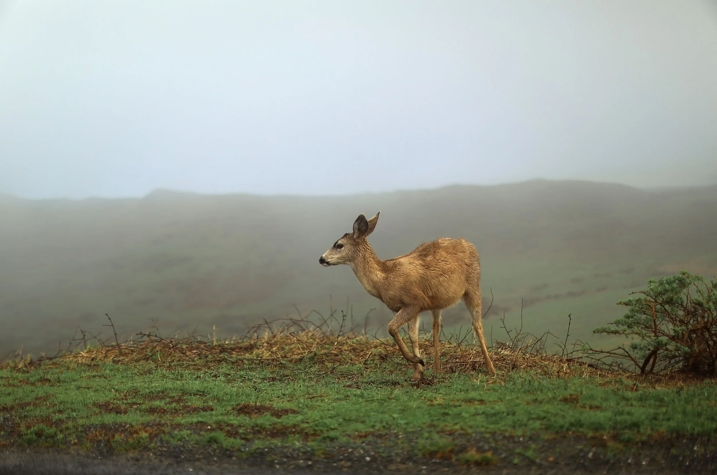 Signs You're in the Fawn Response (And Calling It Productivity)