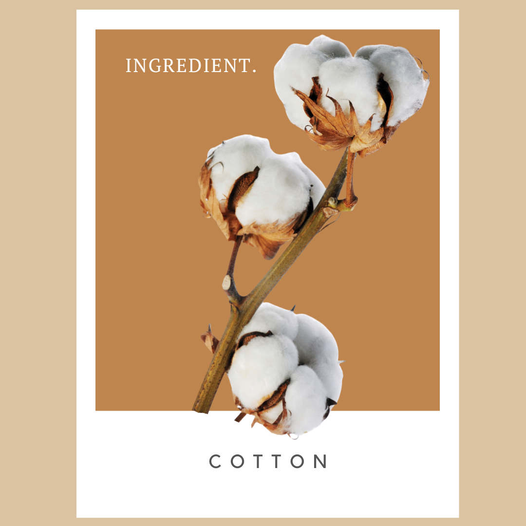 Close-up of a cotton plant with three cotton bolls on a brown background, with the word "COTTON" below and the word "INGREDIENT" in the top left corner.
