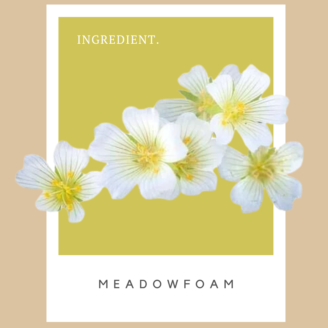 Flowering plant with white petals and yellow centers, labeled 'Meadowfoam' on packaging. Background of green and beige colors with the word 'INGREDIENT.'
