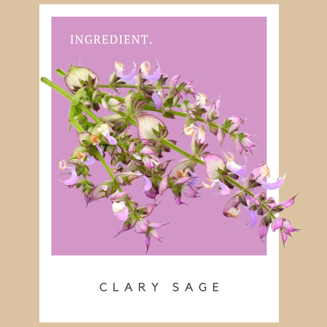 Illustration of a clary sage plant with purple and green flowers on a purple background and the words "Ingredient" and "Clary Sage" on a white border.