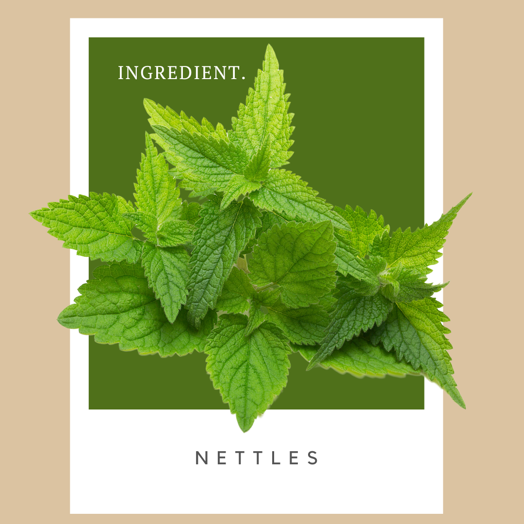 Package of nettle herb with vibrant green nettle leaves on a green background.