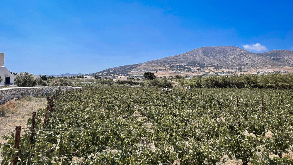 Grape Vines on Paros.