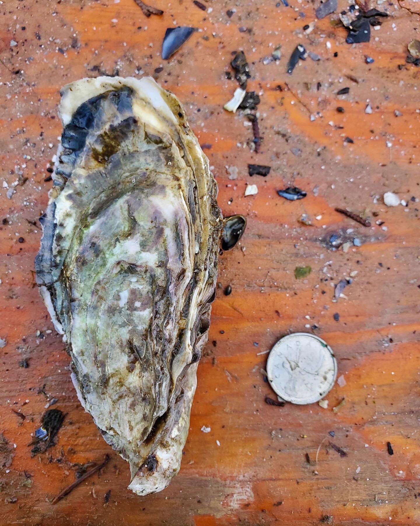 Quarter for scale! 
Send us an email to inquire about supply or wholesale orders. (contact@ondineoceanfarm.ca) 
&bull;
&bull;
&bull;

&nbsp;#BCshellfish #Shellfish4climate #Bcoyesters #oysters #BCFarmers #oysterfarming #sustainableseafood #shellfishf