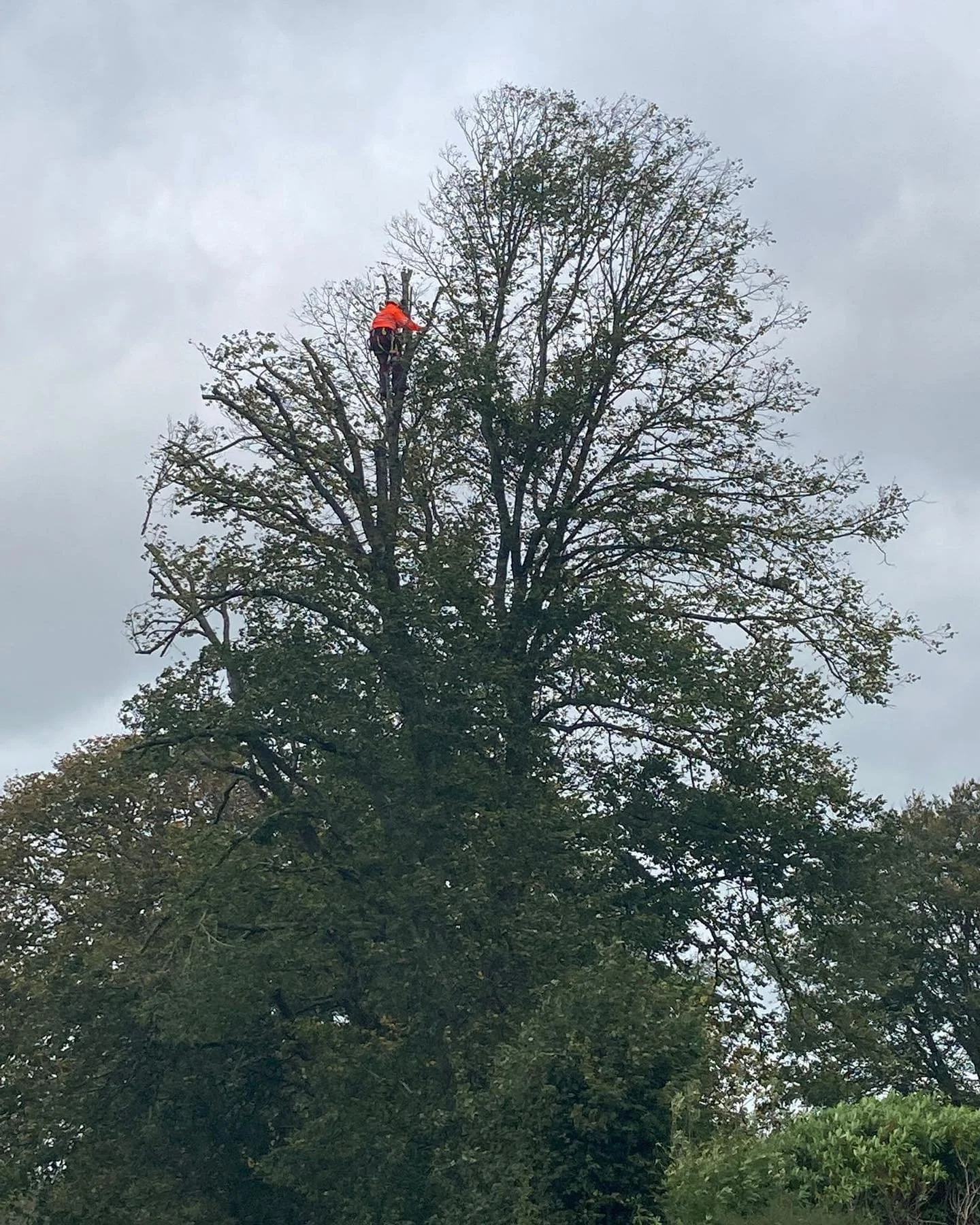 Crown reduction of large lime in Llandysul