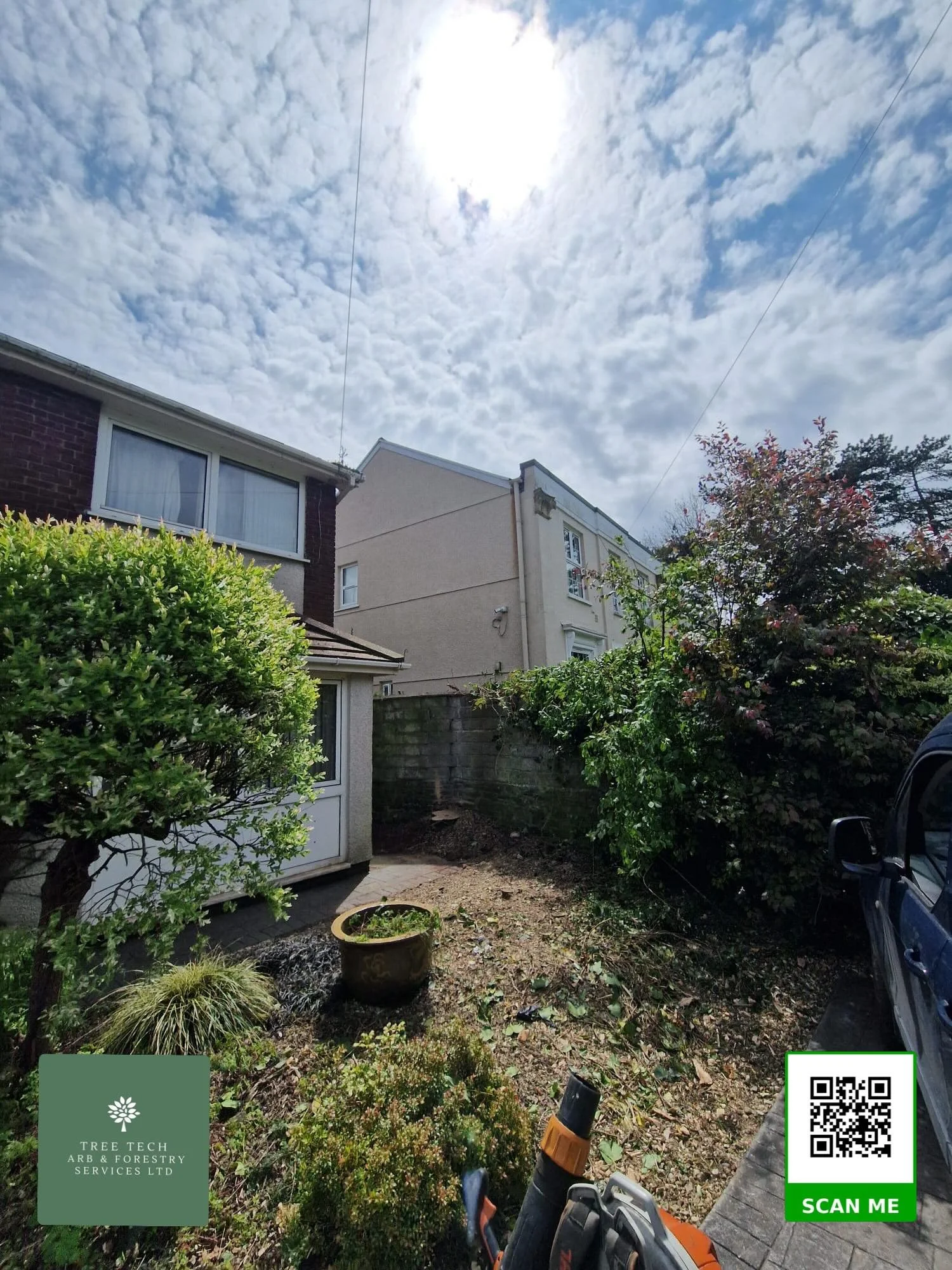 Safe removal of a large Lawson Cypress tree by tree surgeons in Neath